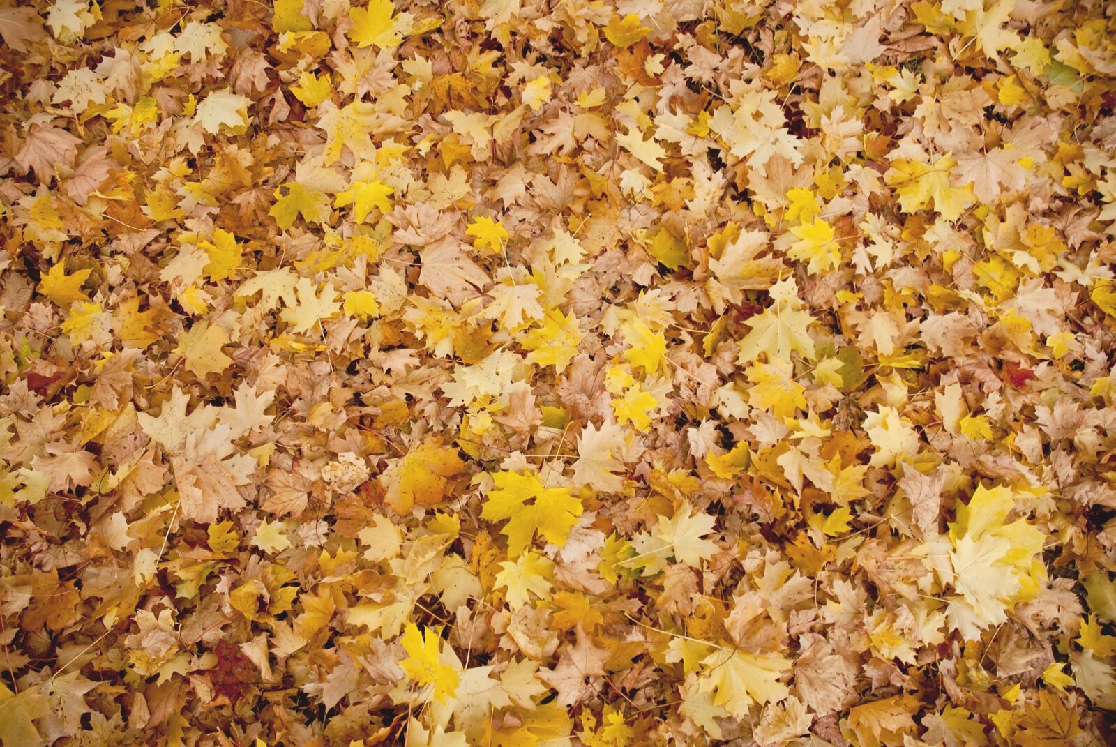 Nikon D200 sample photo. Autumn, leaves, background photography