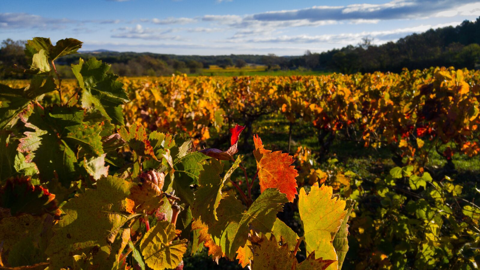 LG G4 sample photo. Herald, vine, vineyard photography