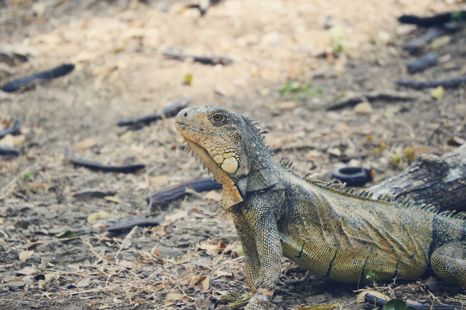 Nikon D3200 sample photo. Iguana photography