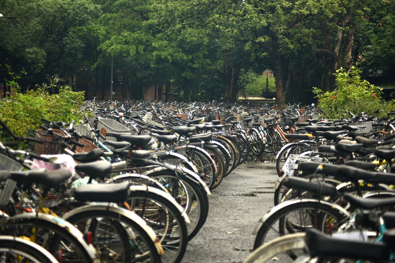 Nikon D750 sample photo. Bicycle, university, bike photography