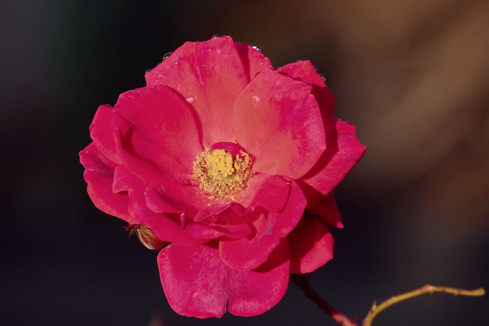 Canon EOS 1100D (EOS Rebel T3 / EOS Kiss X50) sample photo. Wild rose, red, pink photography