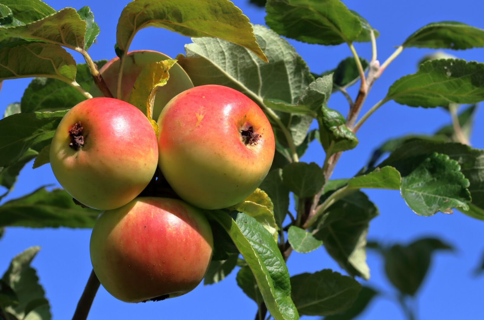 Canon EOS 80D sample photo. Apples, fruit, tree photography