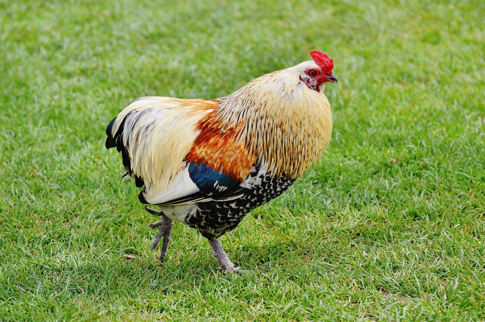 Nikon D3200 sample photo. Hahn, wildpark poing, pride photography