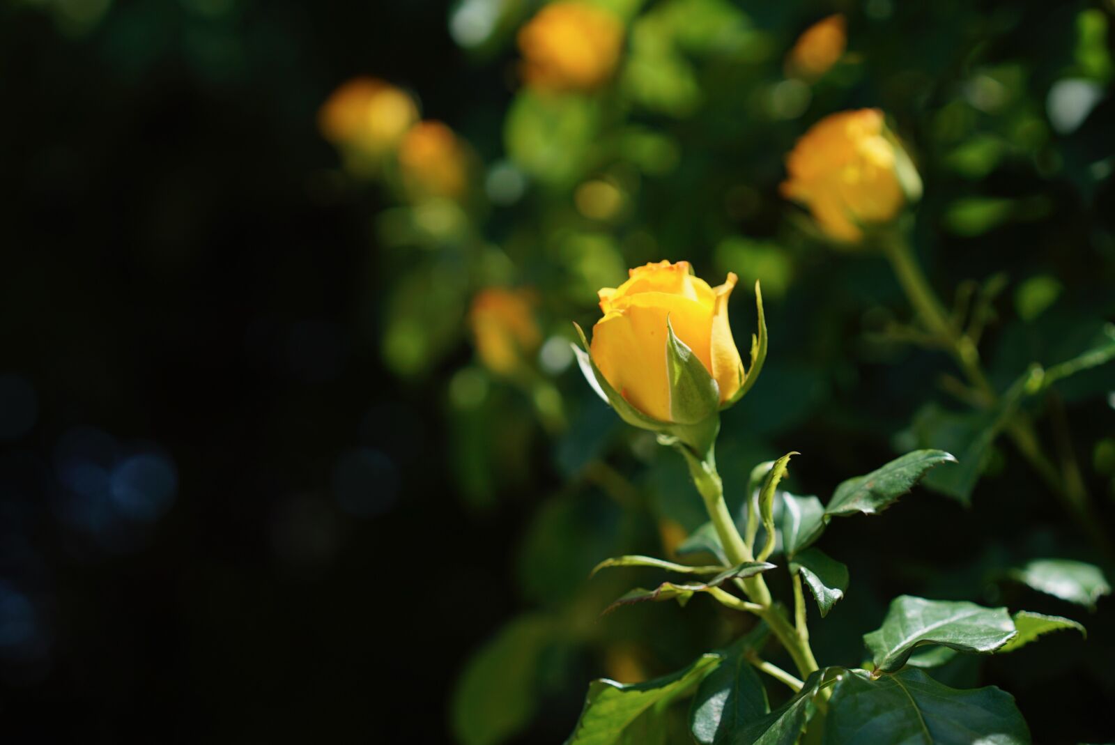 Sony Sonnar T* FE 55mm F1.8 ZA sample photo. Flowers, yellow, beauty photography