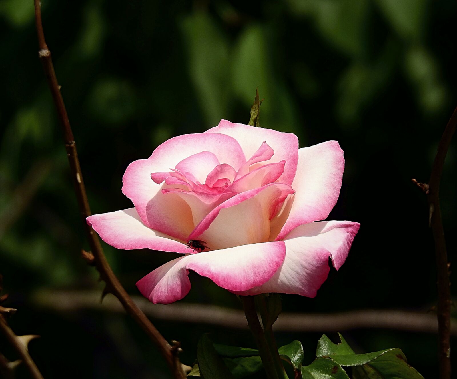 Nikon Coolpix P900 sample photo. Flower, rose garden, blooming photography