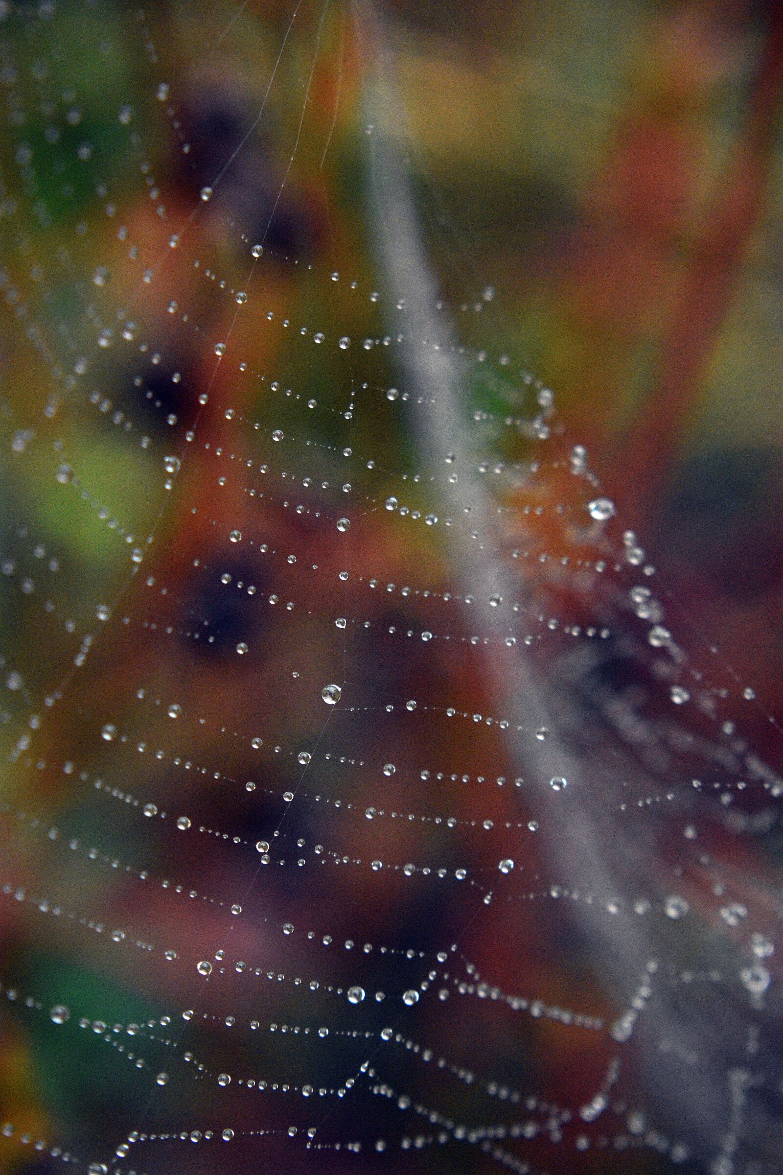 Nikon D3400 sample photo. Cobweb, spiderweb, dew photography