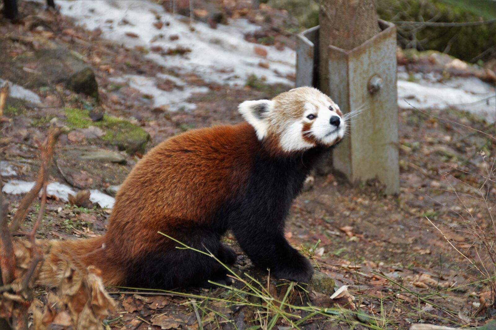 Sony SLT-A58 sample photo. Red panda, wild, animal photography