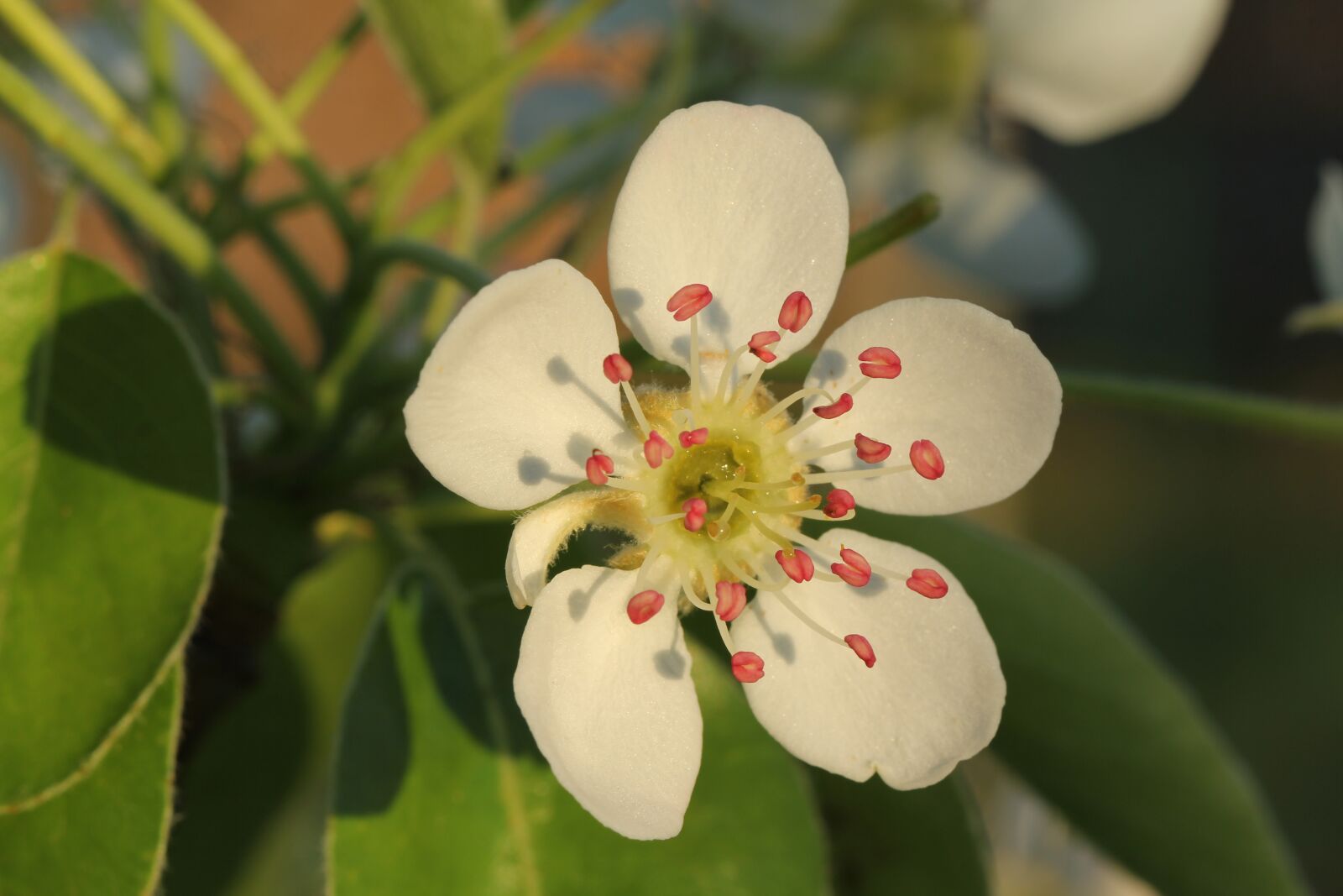 Canon EOS 60D sample photo. Nature, plant, garden photography