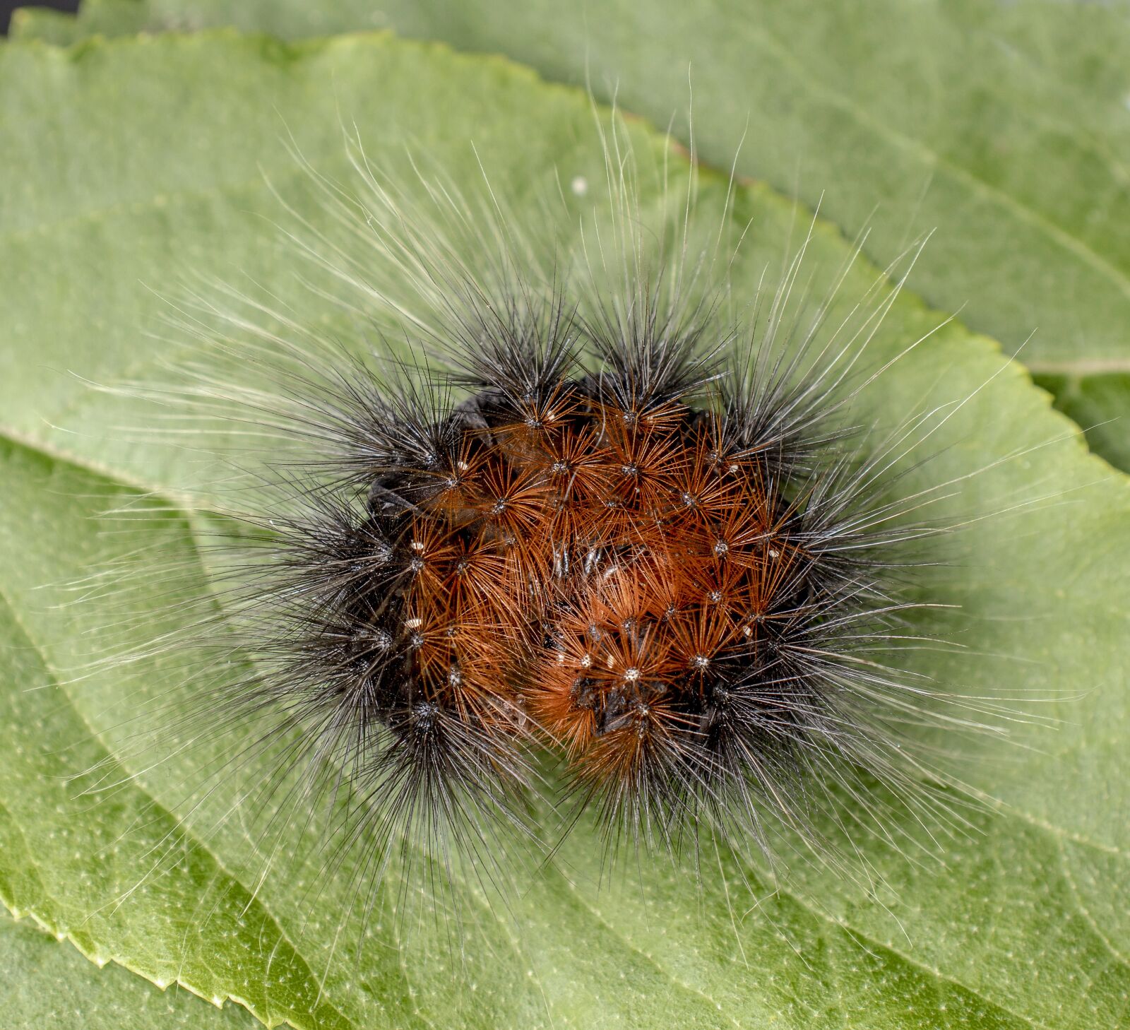 Canon EOS 800D (EOS Rebel T7i / EOS Kiss X9i) sample photo. Caterpillar, larva, moth photography
