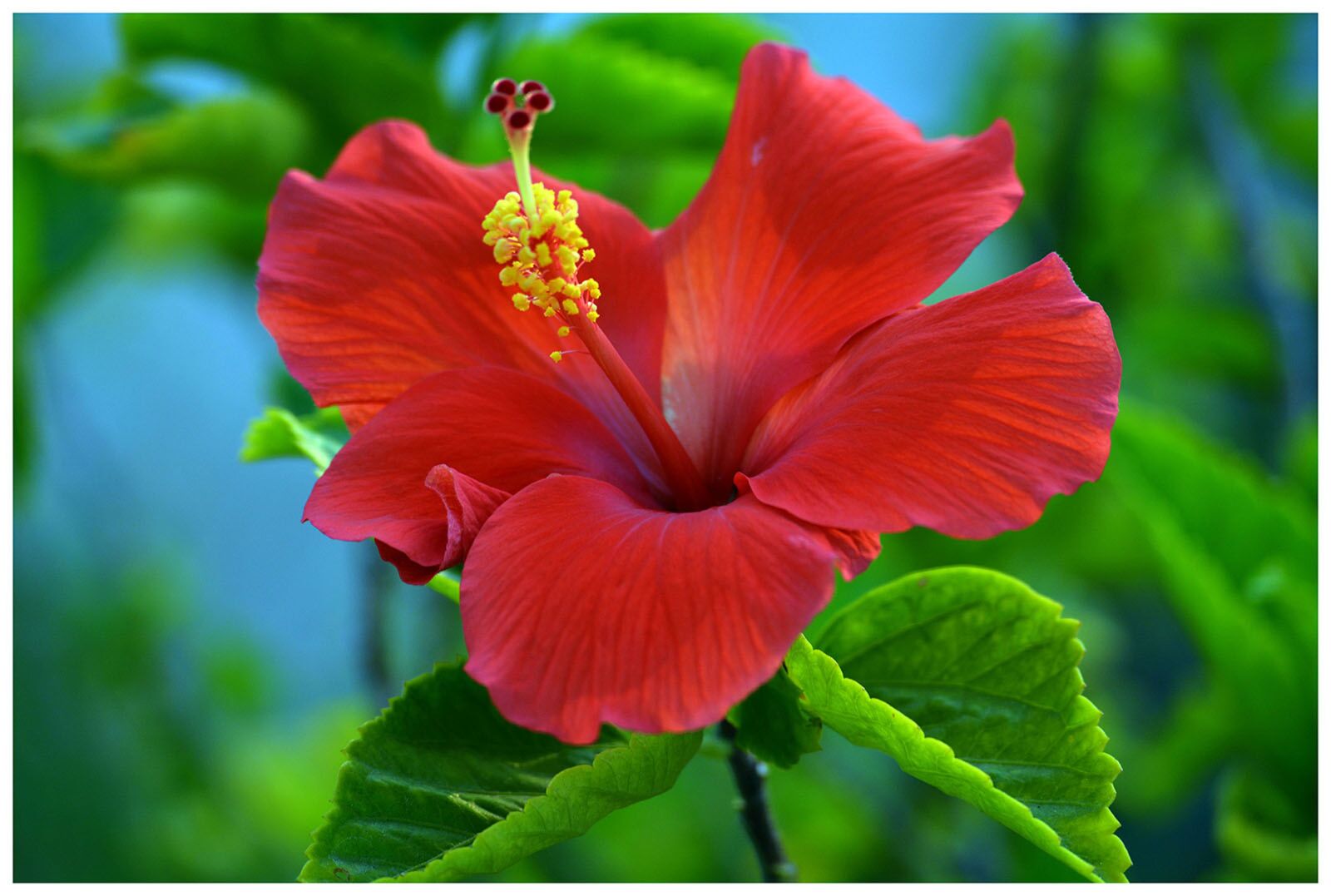 Nikon D5200 sample photo. Hibiscus, red, flower photography