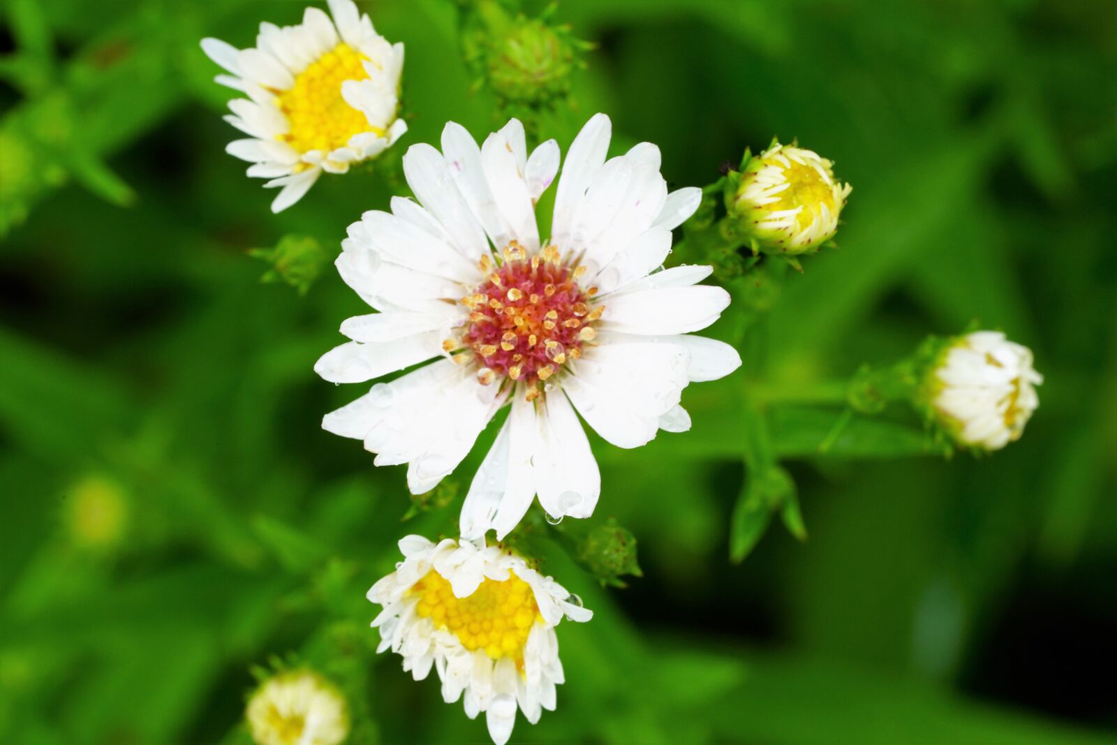 Sony a7R III + Sony FE 90mm F2.8 Macro G OSS sample photo. Flower, nature, yellow photography