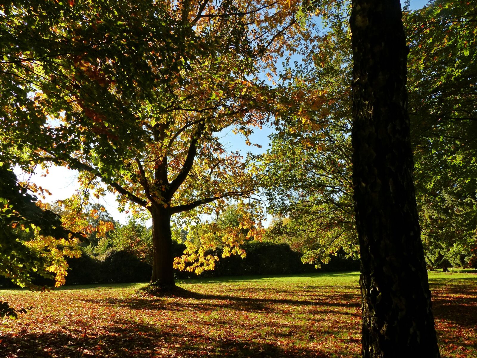 Panasonic Lumix DMC-FZ200 sample photo. Autumn, october, forest photography