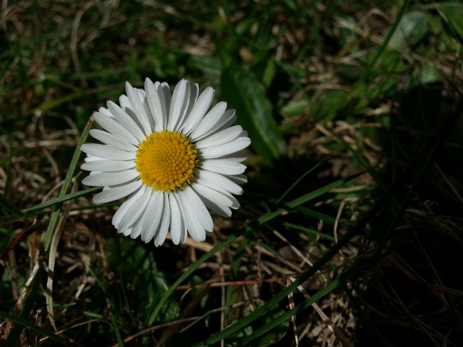 Samsung Galaxy Note2 sample photo. Daisy, plant, flower photography
