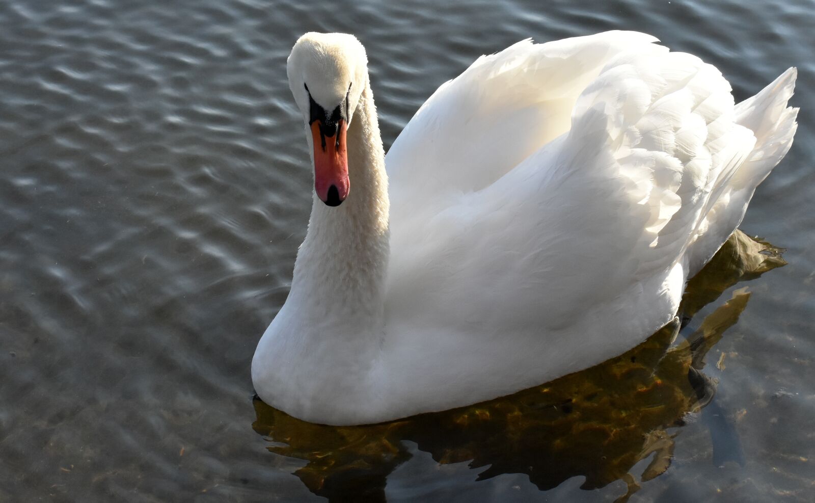 Nikon D7200 sample photo. Swan, water bird, nature photography