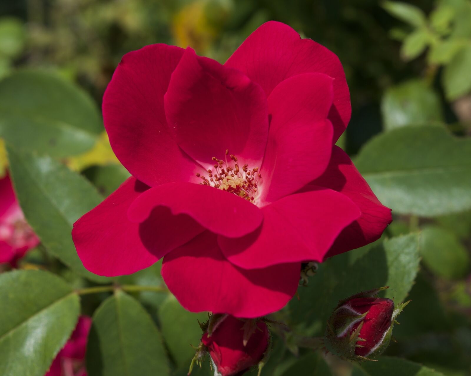 Nikon D3300 sample photo. Rose, flower, botanical photography