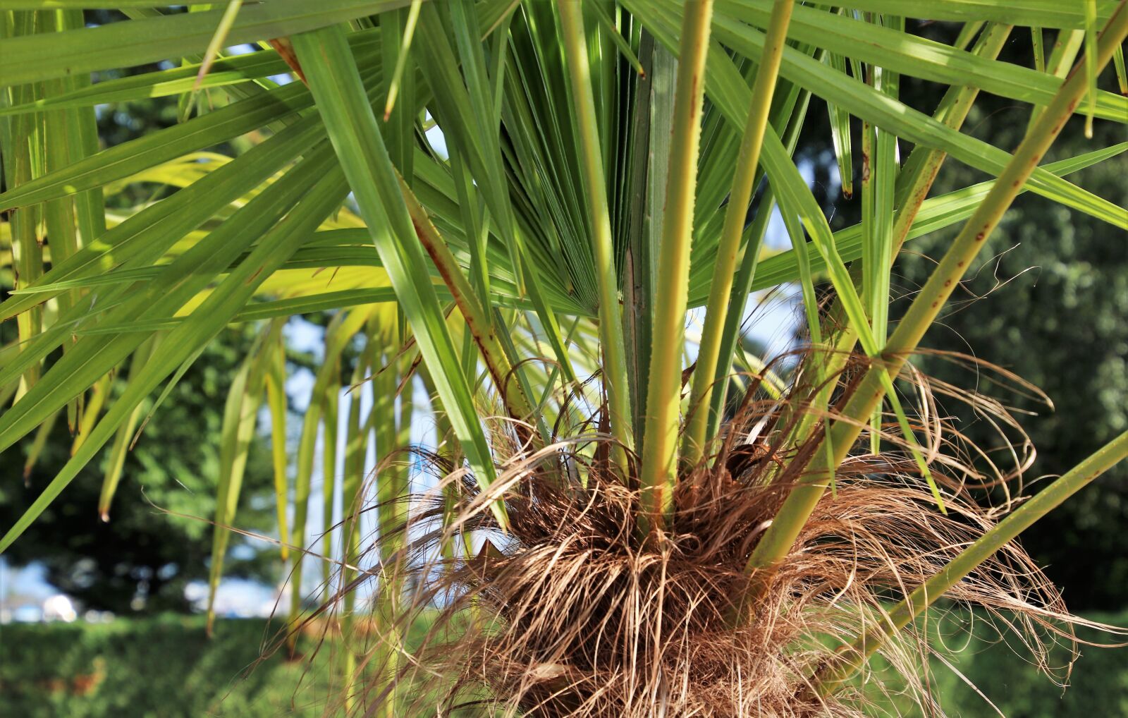 Canon EOS 80D sample photo. Nature, green, plant photography