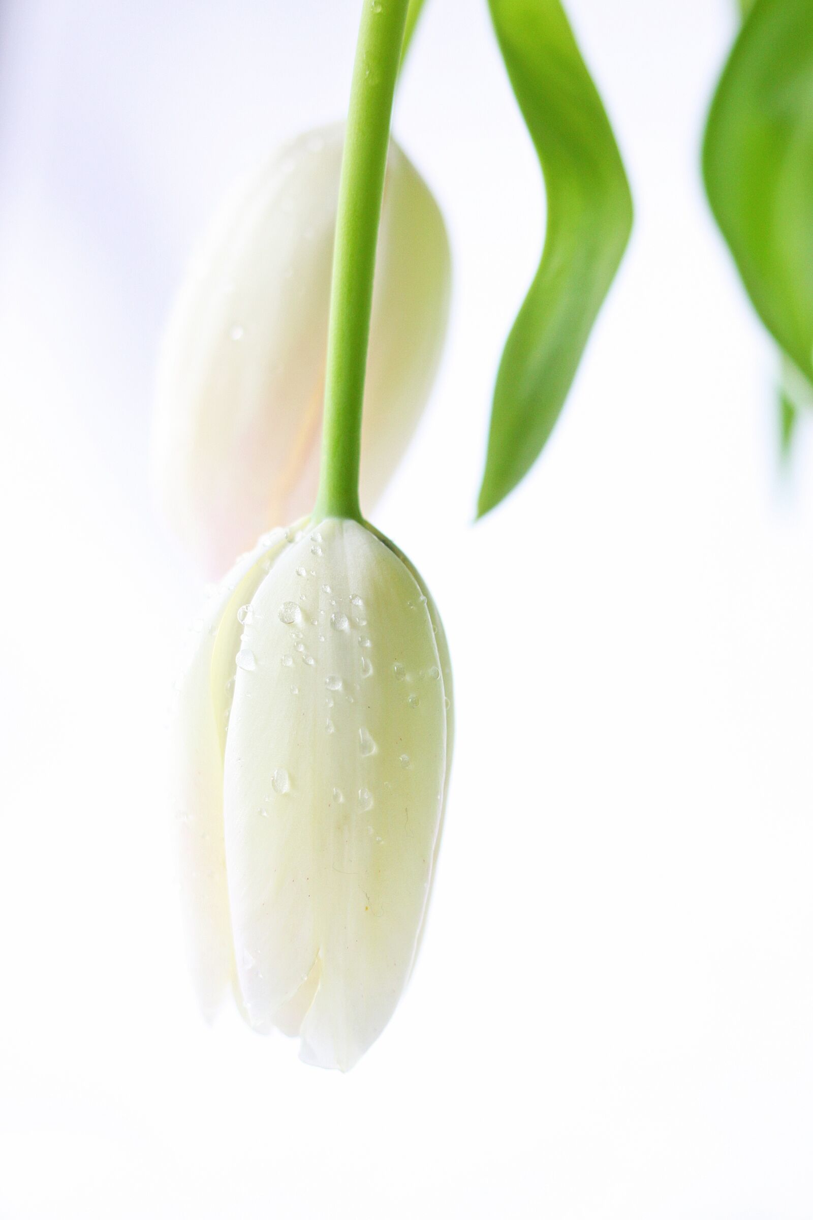 Canon EOS 50D sample photo. Tulip, tulips, netherlands photography