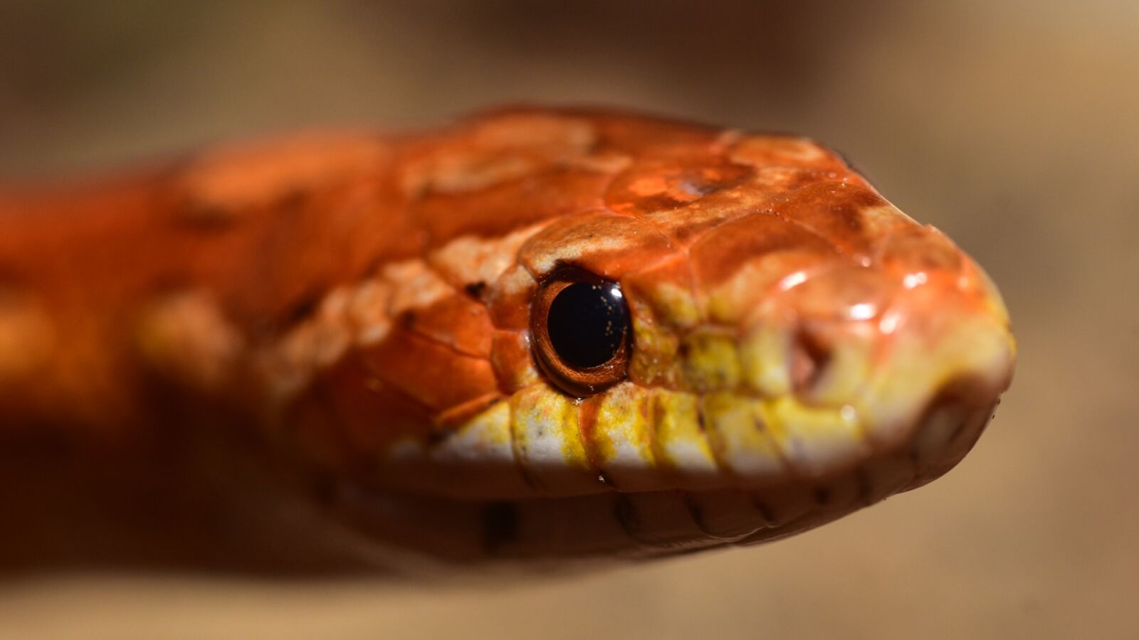Nikon D750 sample photo. Snake, eye, corn snake photography