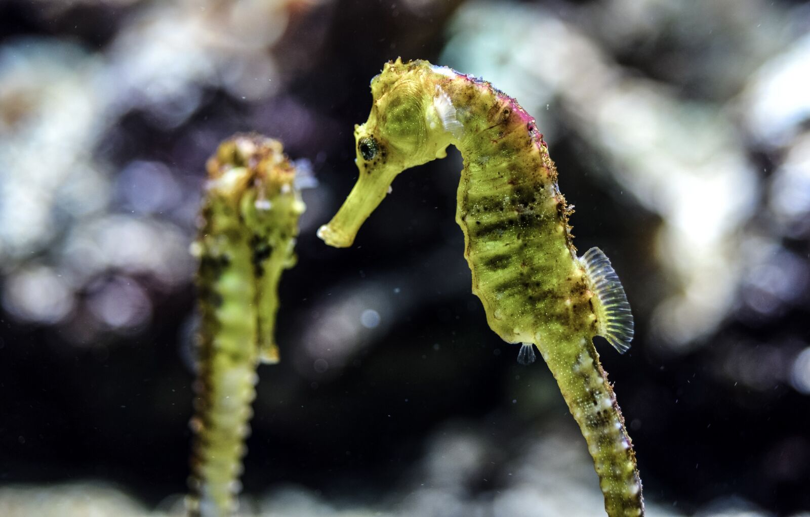 Nikon D610 sample photo. Seahorse, aquarium, underwater photography