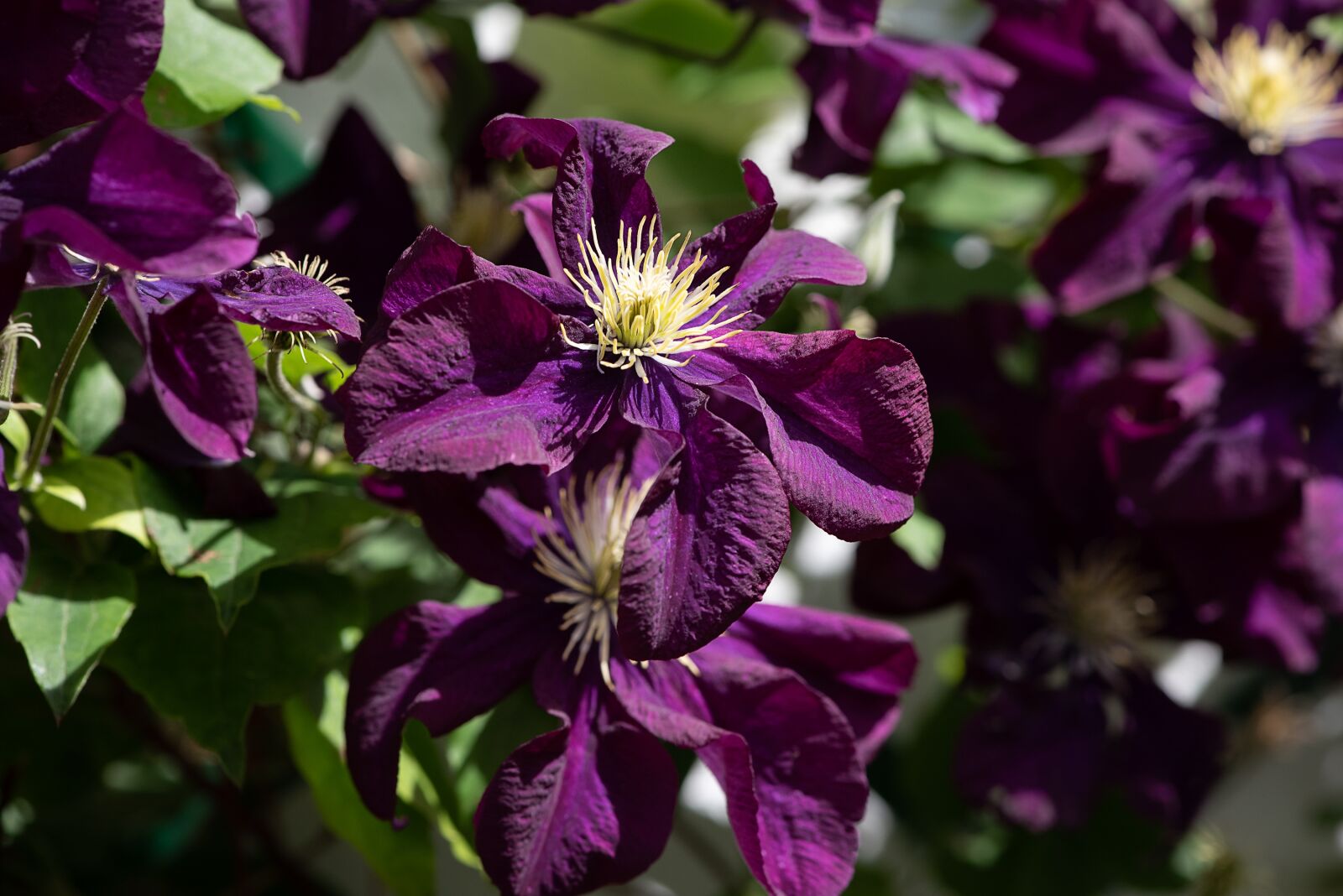 Nikon D750 sample photo. Clematis, purple, purple clematis photography