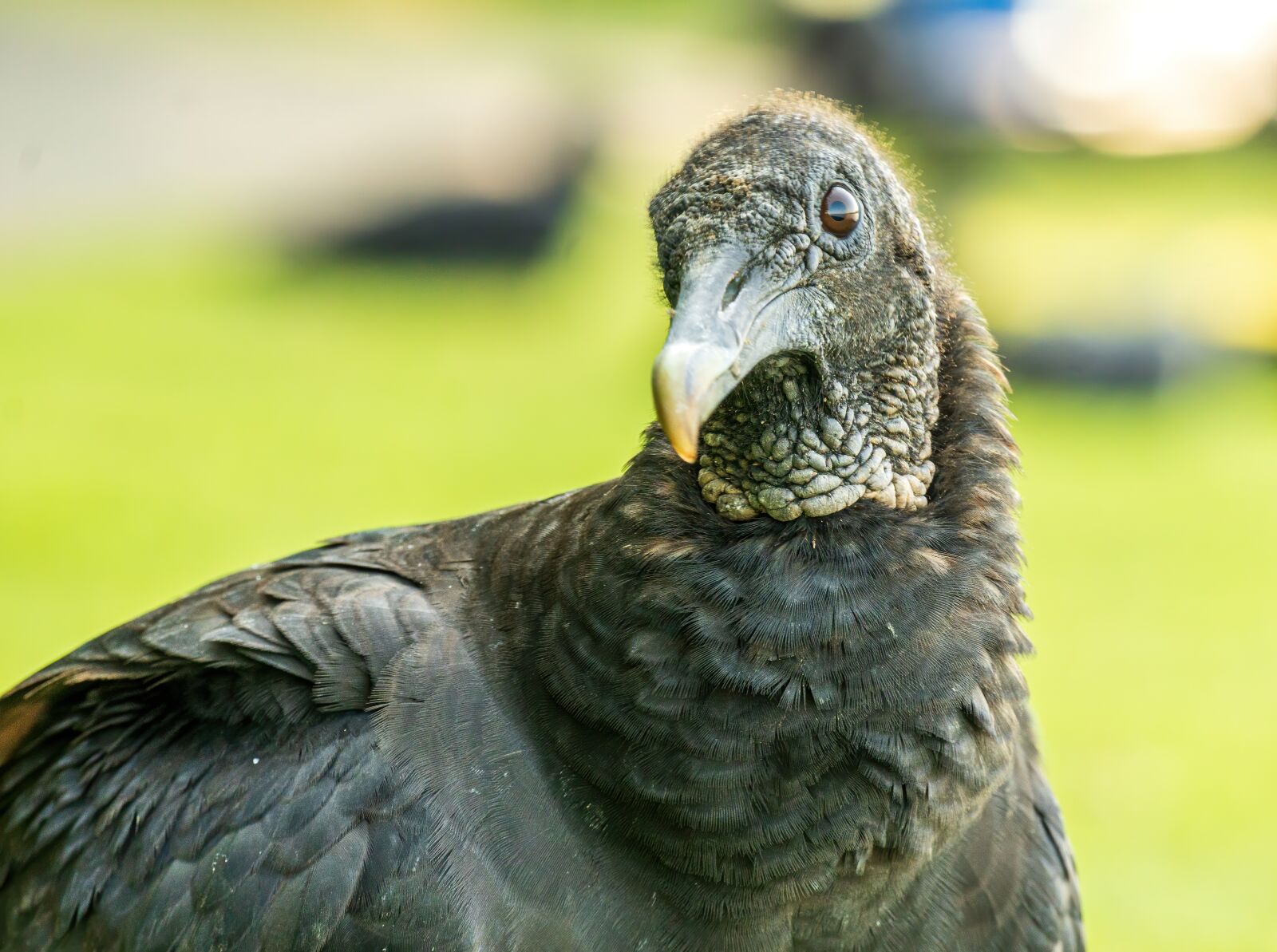 Sony E 70-350mm F4.5-6.3 G OSS sample photo. Predator, raptor, buzzard photography