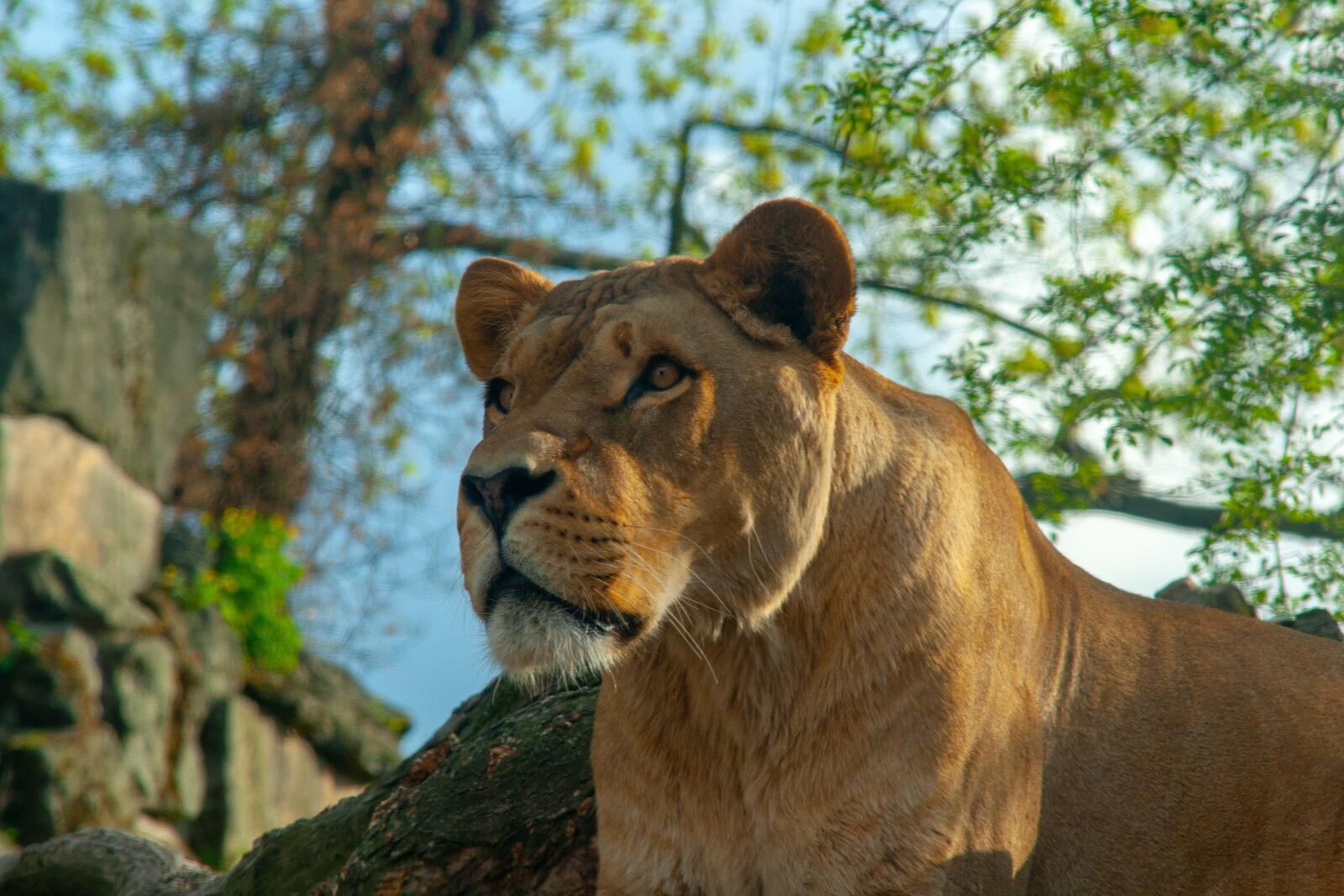 Canon EOS 400D (EOS Digital Rebel XTi / EOS Kiss Digital X) sample photo. Female, lion, face photography