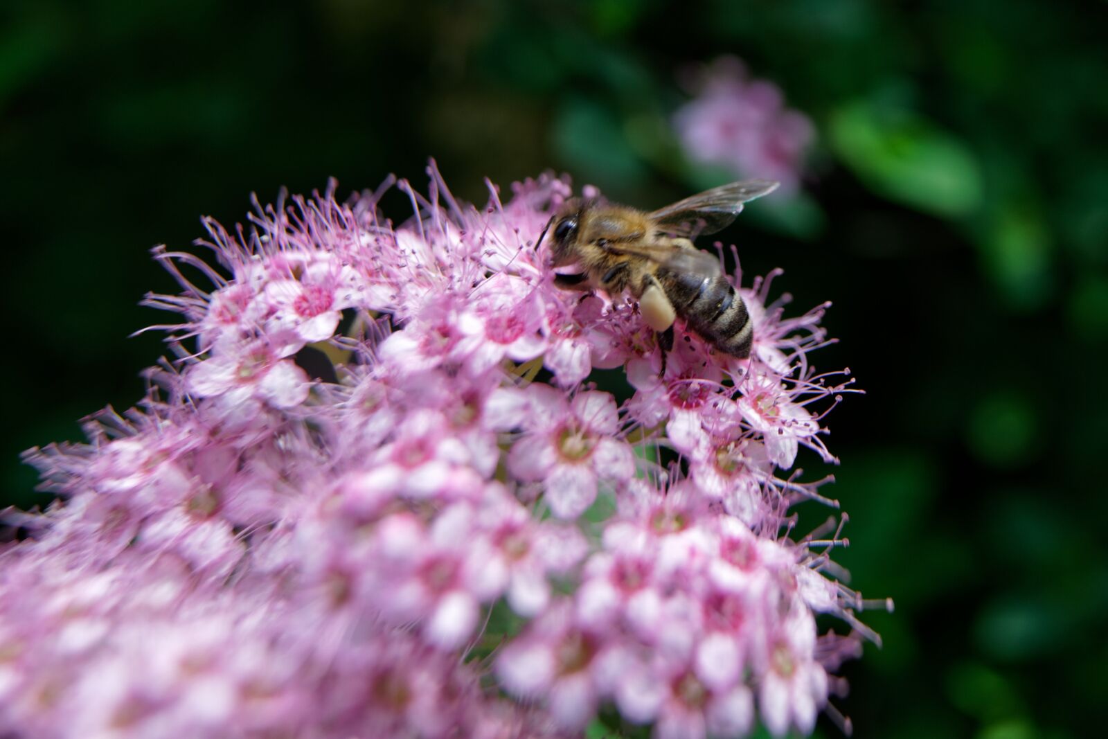 Sony FE 16-35mm F2.8 GM sample photo. Bee, insect, bloom photography