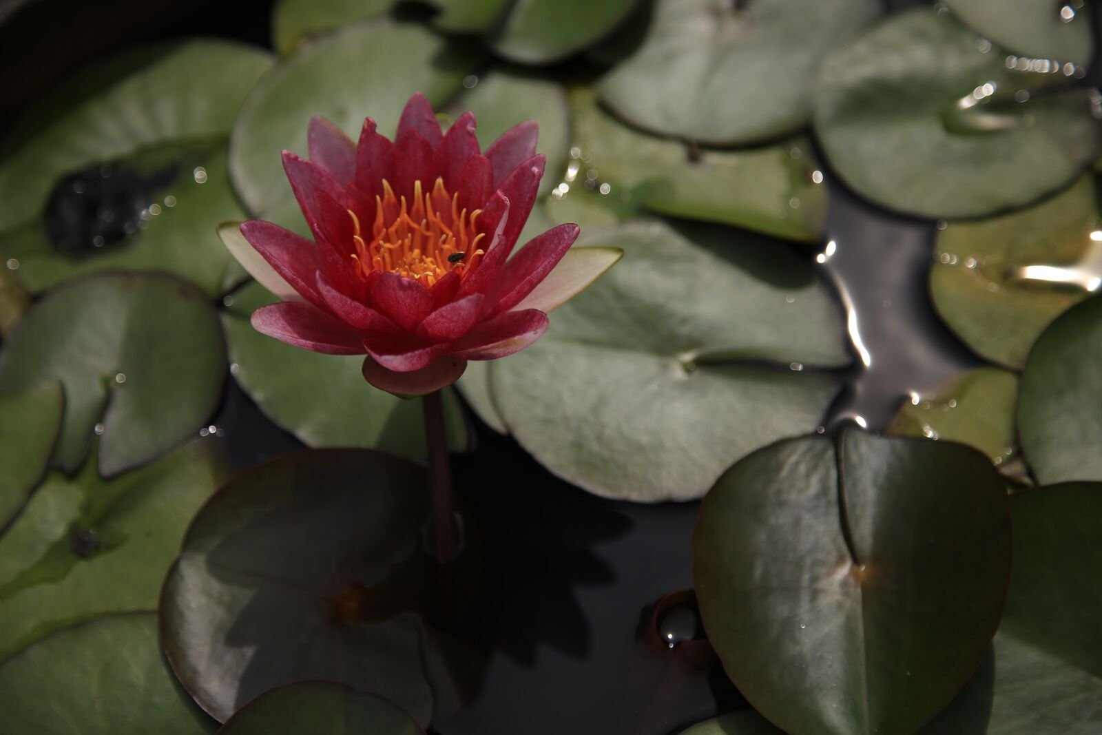 Canon EOS 6D + Canon EF 24-105mm F4L IS USM sample photo. Lotus, kite, pond photography
