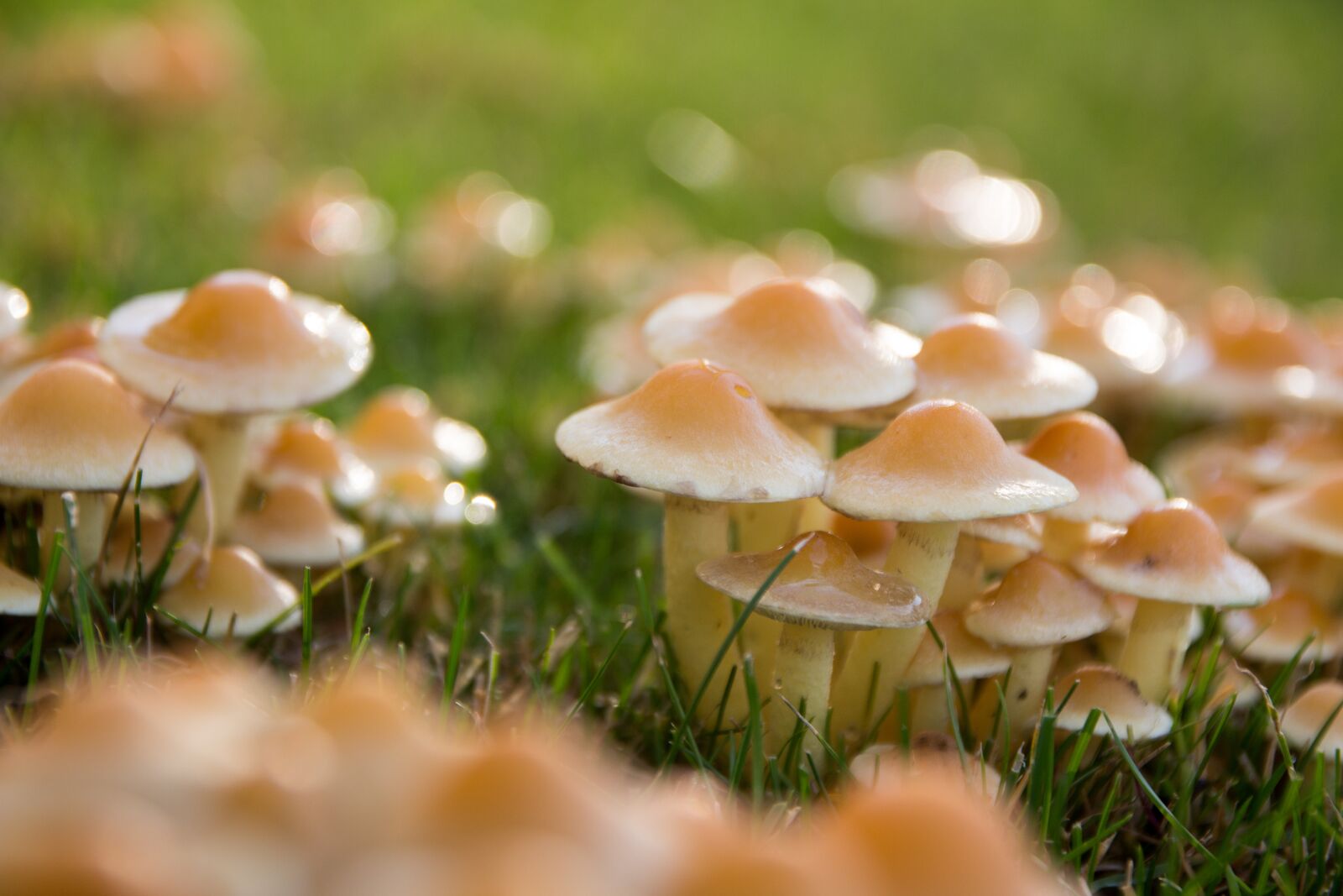 Canon EOS 650D (EOS Rebel T4i / EOS Kiss X6i) sample photo. Mushrooms, meadow, autumn photography