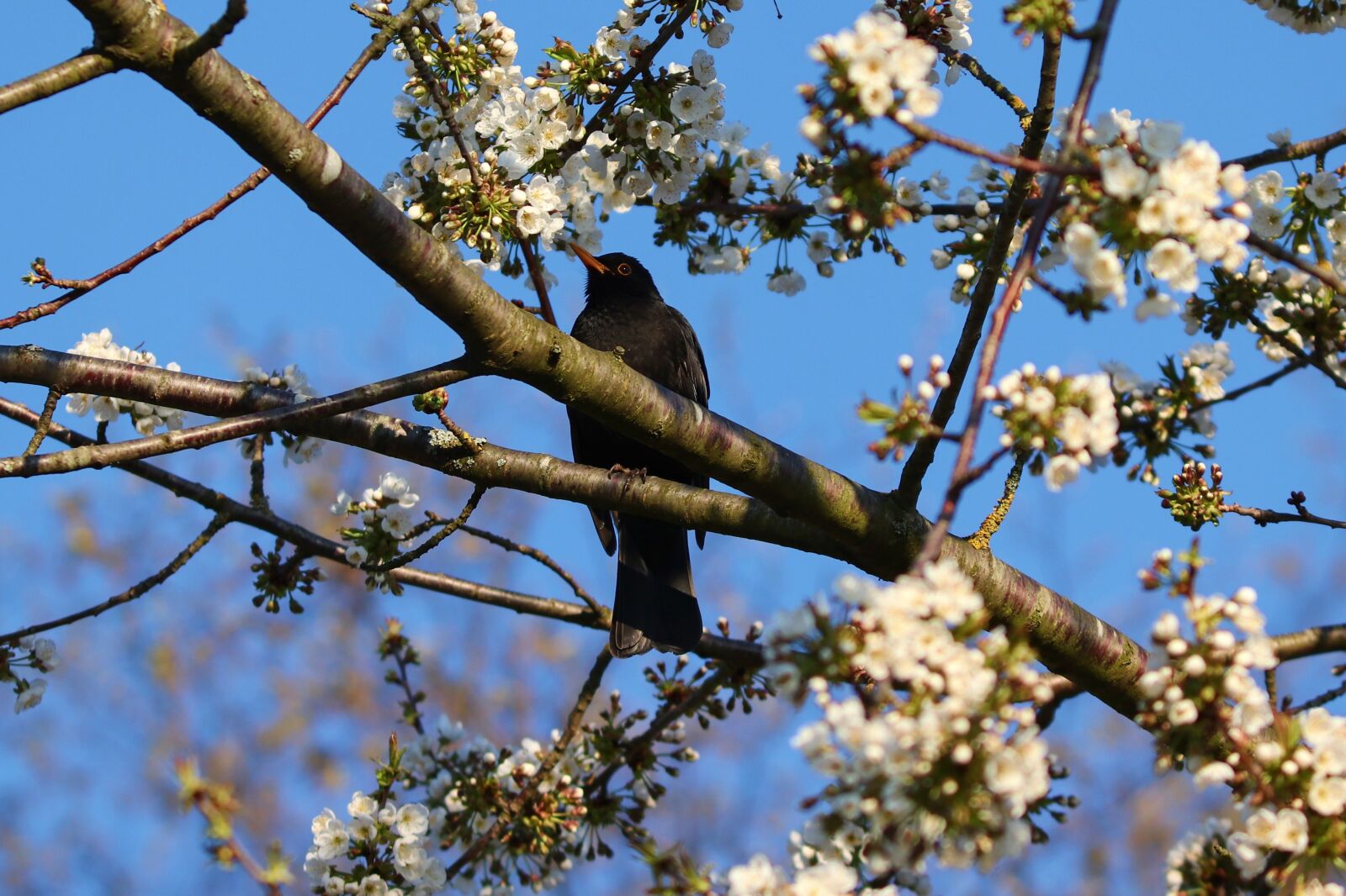 Canon EOS 200D (EOS Rebel SL2 / EOS Kiss X9) sample photo. Blackbird, bird, songbird photography