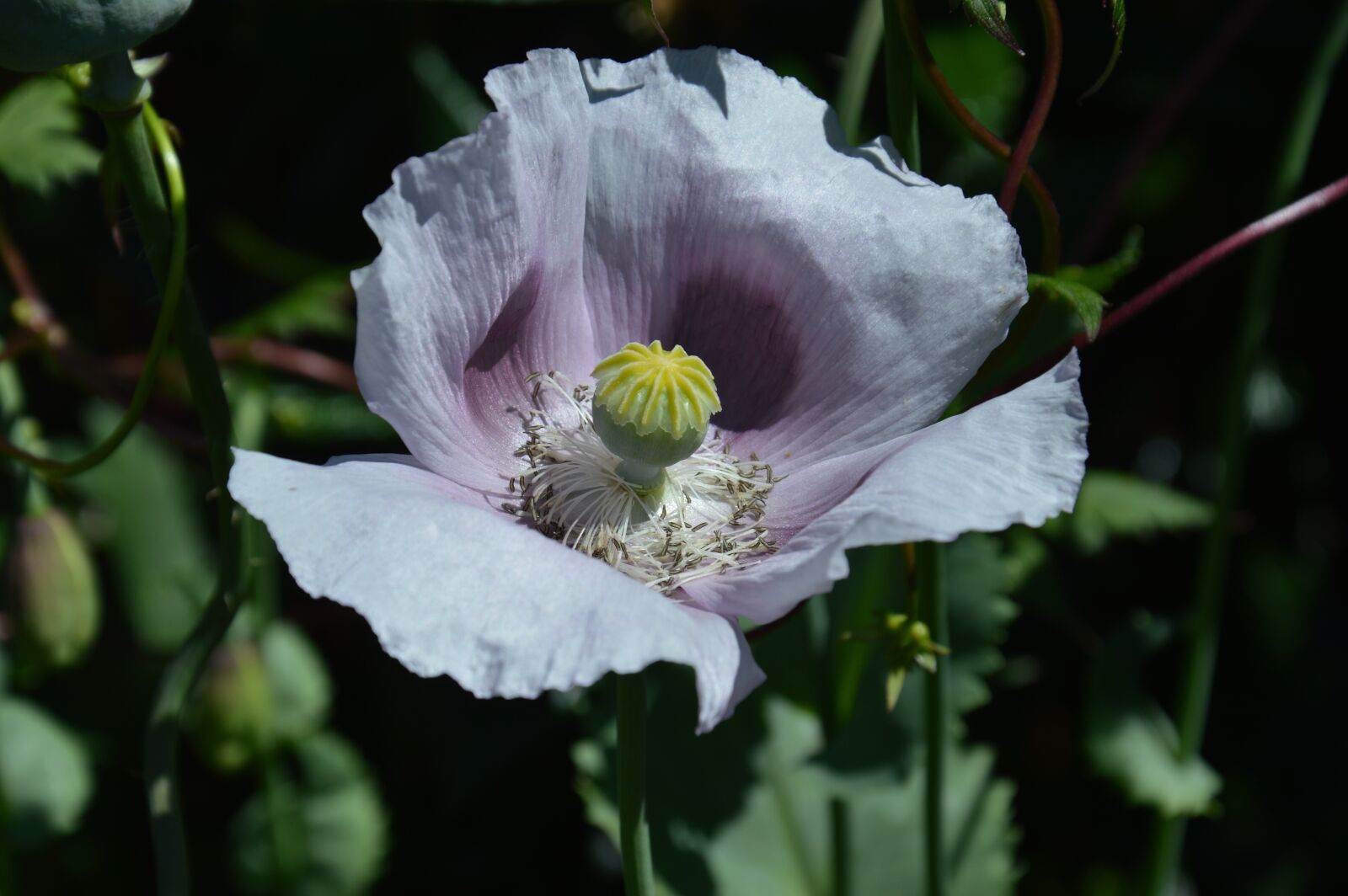 Nikon D3200 sample photo. Poppy, papaver, blossom photography