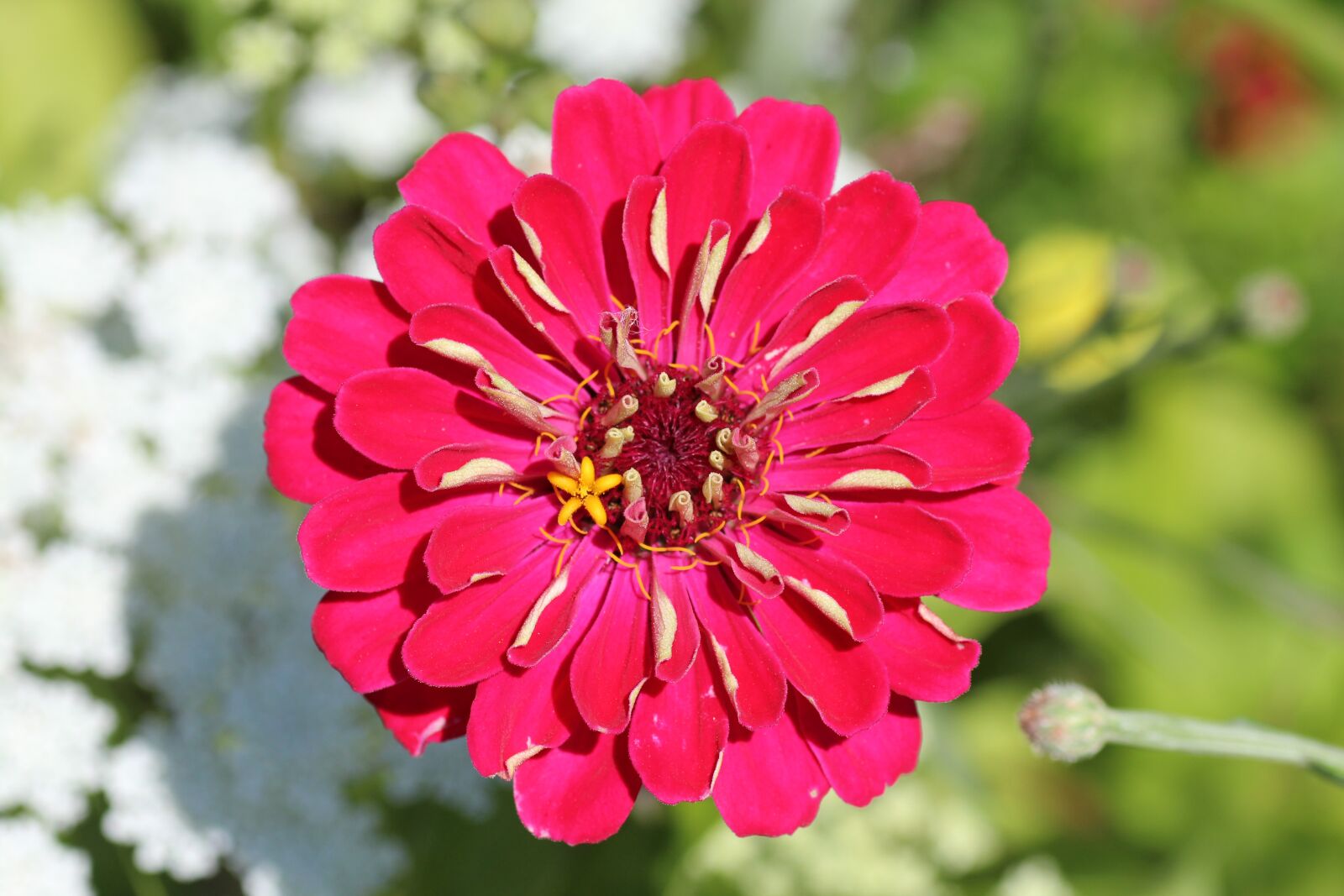 Canon EOS 600D (Rebel EOS T3i / EOS Kiss X5) sample photo. Blossom, bloom, red photography