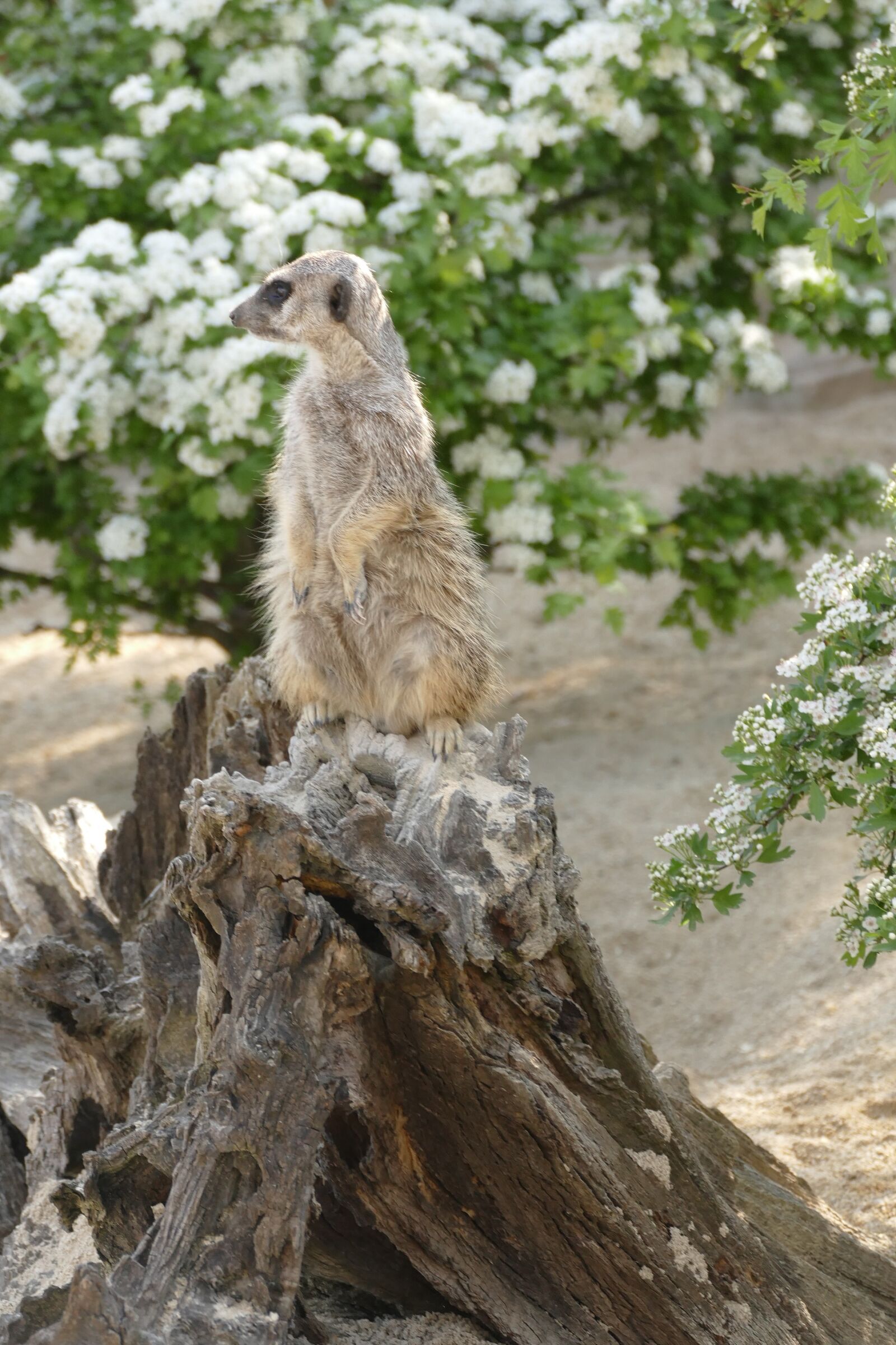 Panasonic Lumix DMC-FZ1000 sample photo. Nature, animal world, animal photography