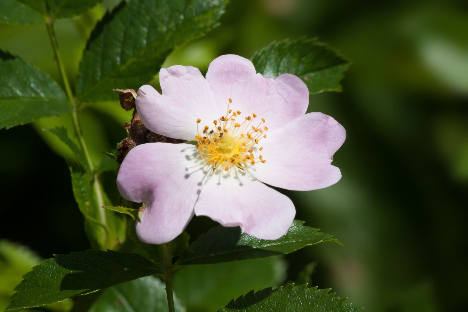 Canon EOS 50D sample photo. Rose, wild rose, white photography