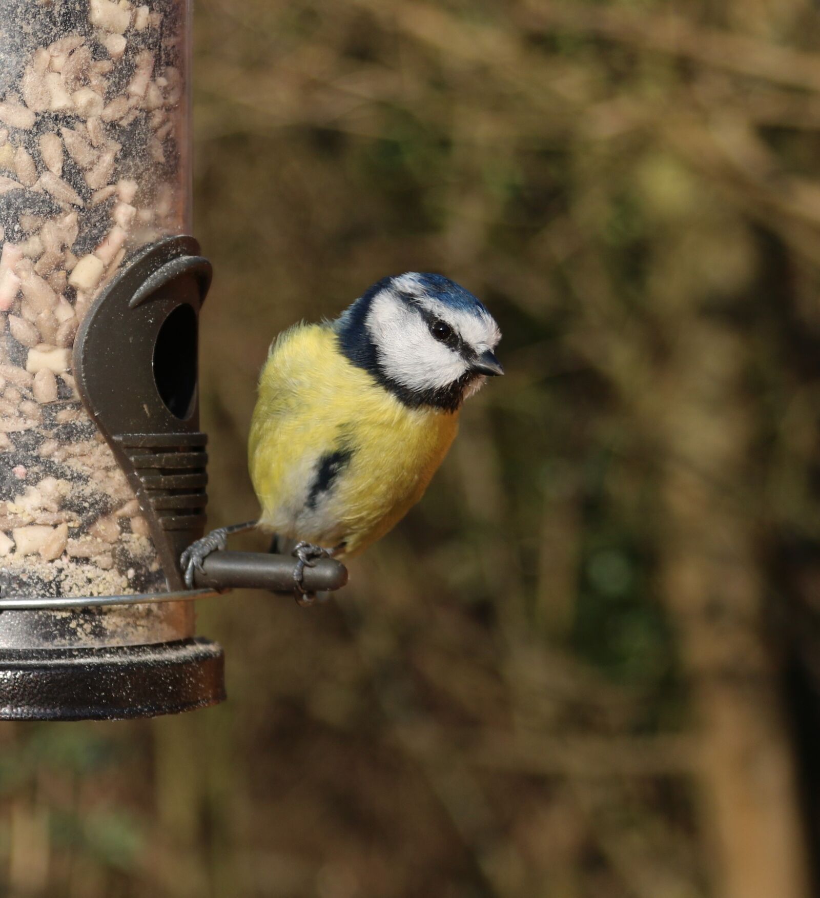 Canon EOS 750D (EOS Rebel T6i / EOS Kiss X8i) + Canon EF 28-135mm F3.5-5.6 IS USM sample photo. Blue tit, garden bird photography