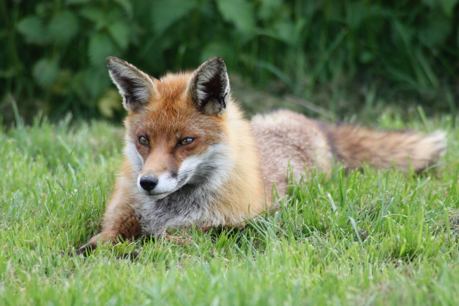 Canon EOS 450D (EOS Rebel XSi / EOS Kiss X2) sample photo. Fox, cunning, animal photography
