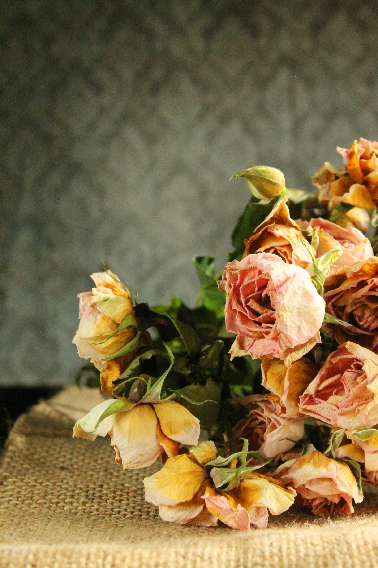 Canon EOS 1100D (EOS Rebel T3 / EOS Kiss X50) sample photo. Flower, flowers, rose photography