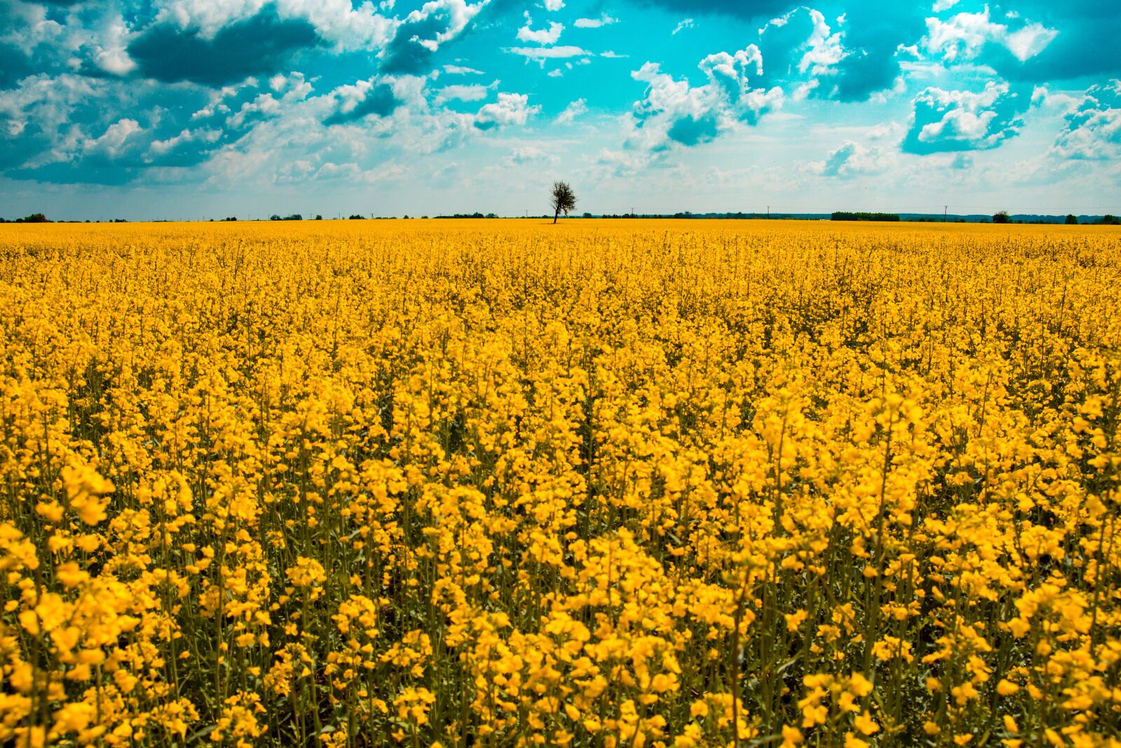 Tamron SP AF 17-50mm F2.8 XR Di II LD Aspherical (IF) sample photo. Rapeseed, field, clouds photography