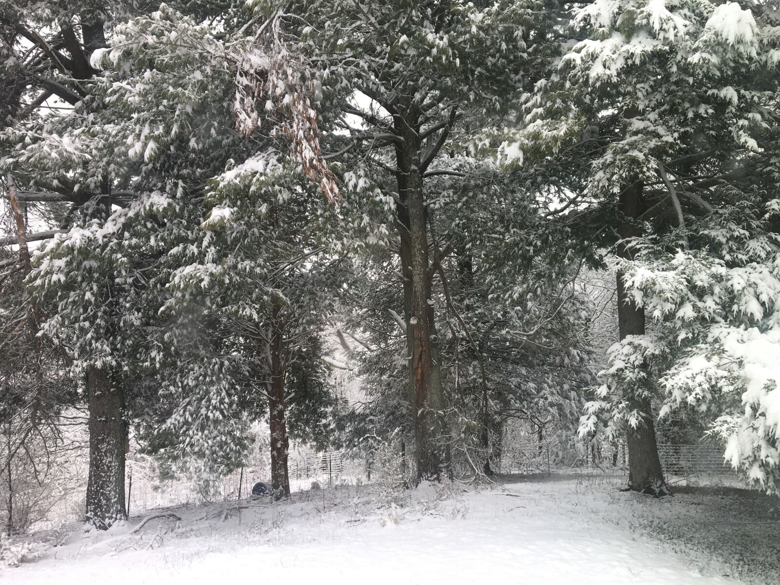 Apple iPhone 6s sample photo. Snow, ice, snow covered photography