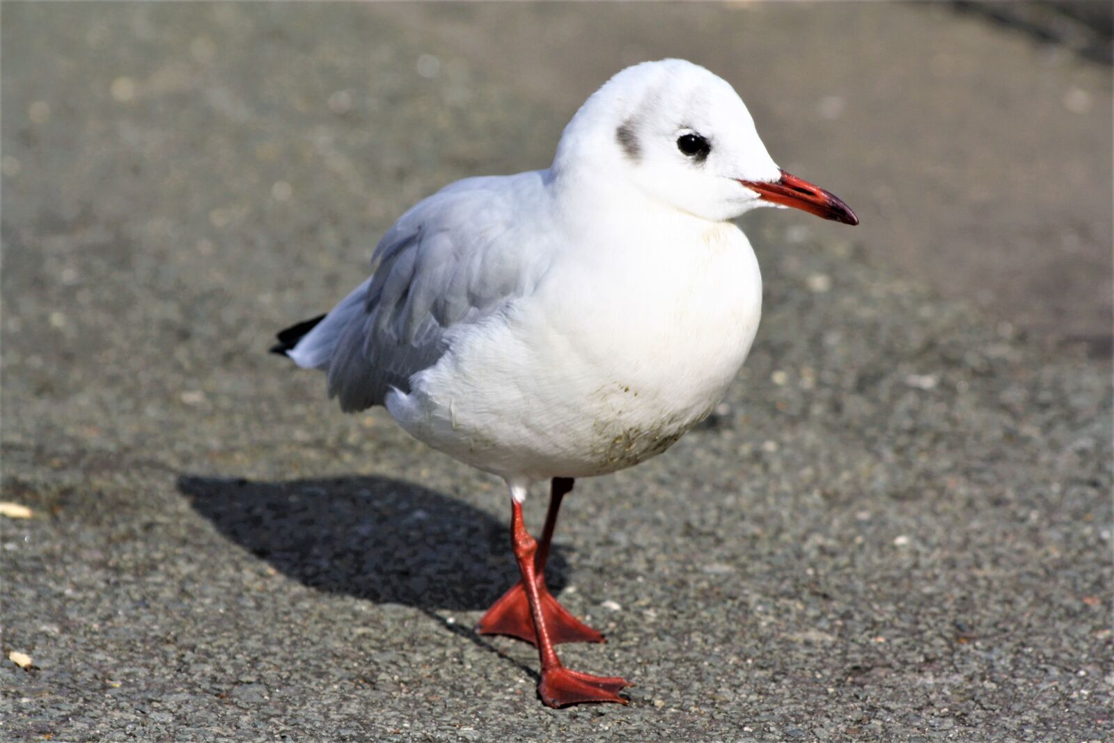 Canon EOS 1000D (EOS Digital Rebel XS / EOS Kiss F) sample photo. Bird, gull, strut photography