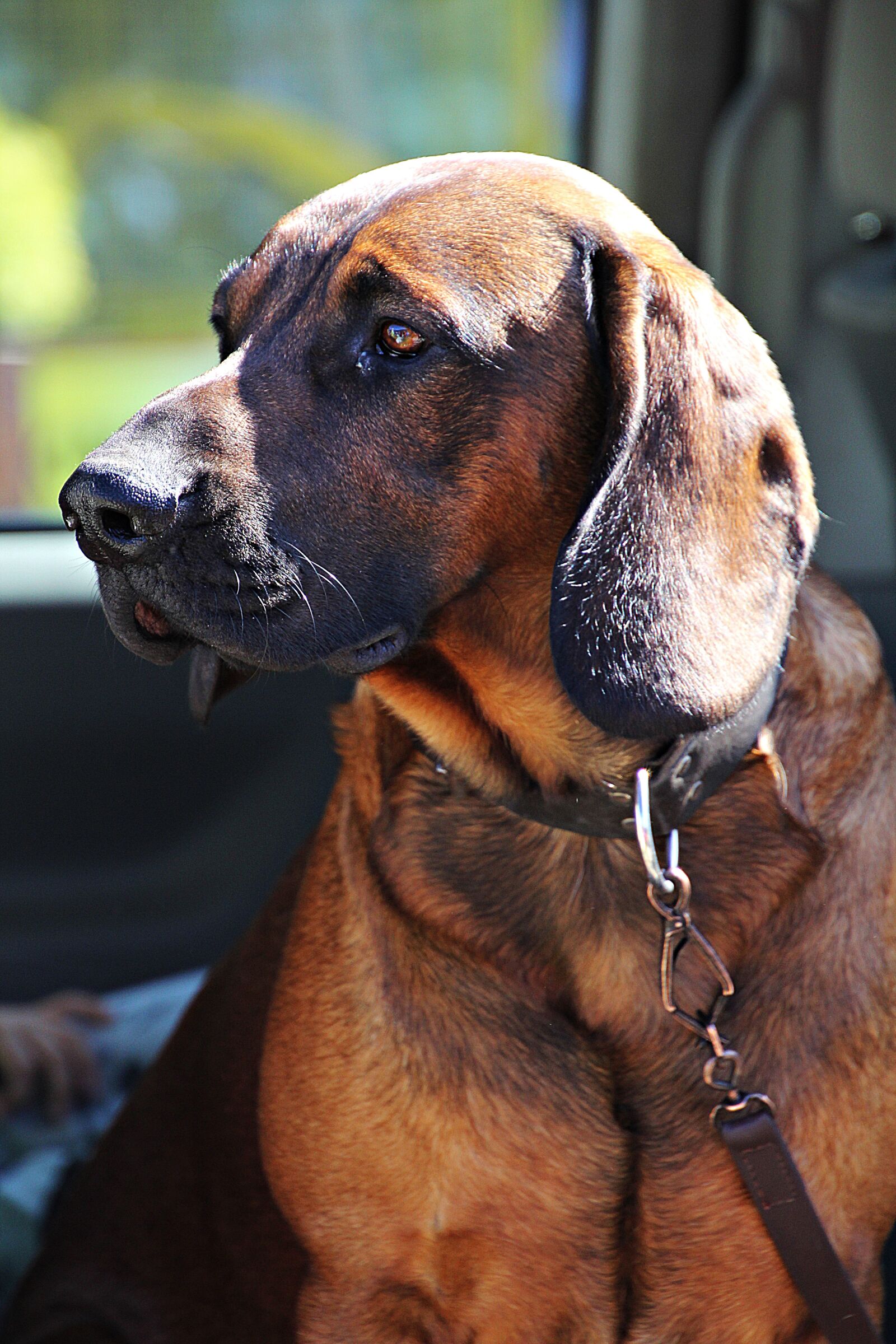 Canon EOS 60D sample photo. Dog, animal, pet photography