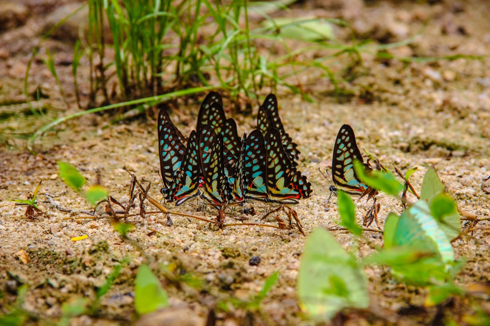 Canon EF-S 18-135mm F3.5-5.6 IS sample photo. Insects, butterfly caterpillar annual photography