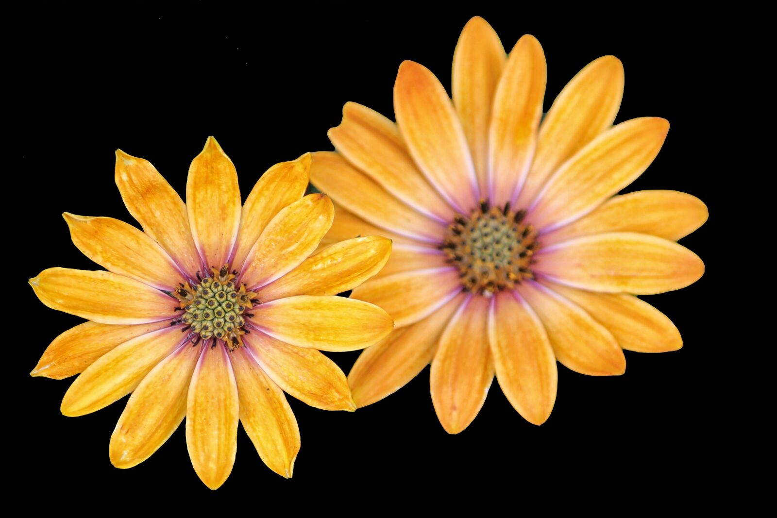Canon EF-S 55-250mm F4-5.6 IS II sample photo. Mageritenbl te, yellow, black photography