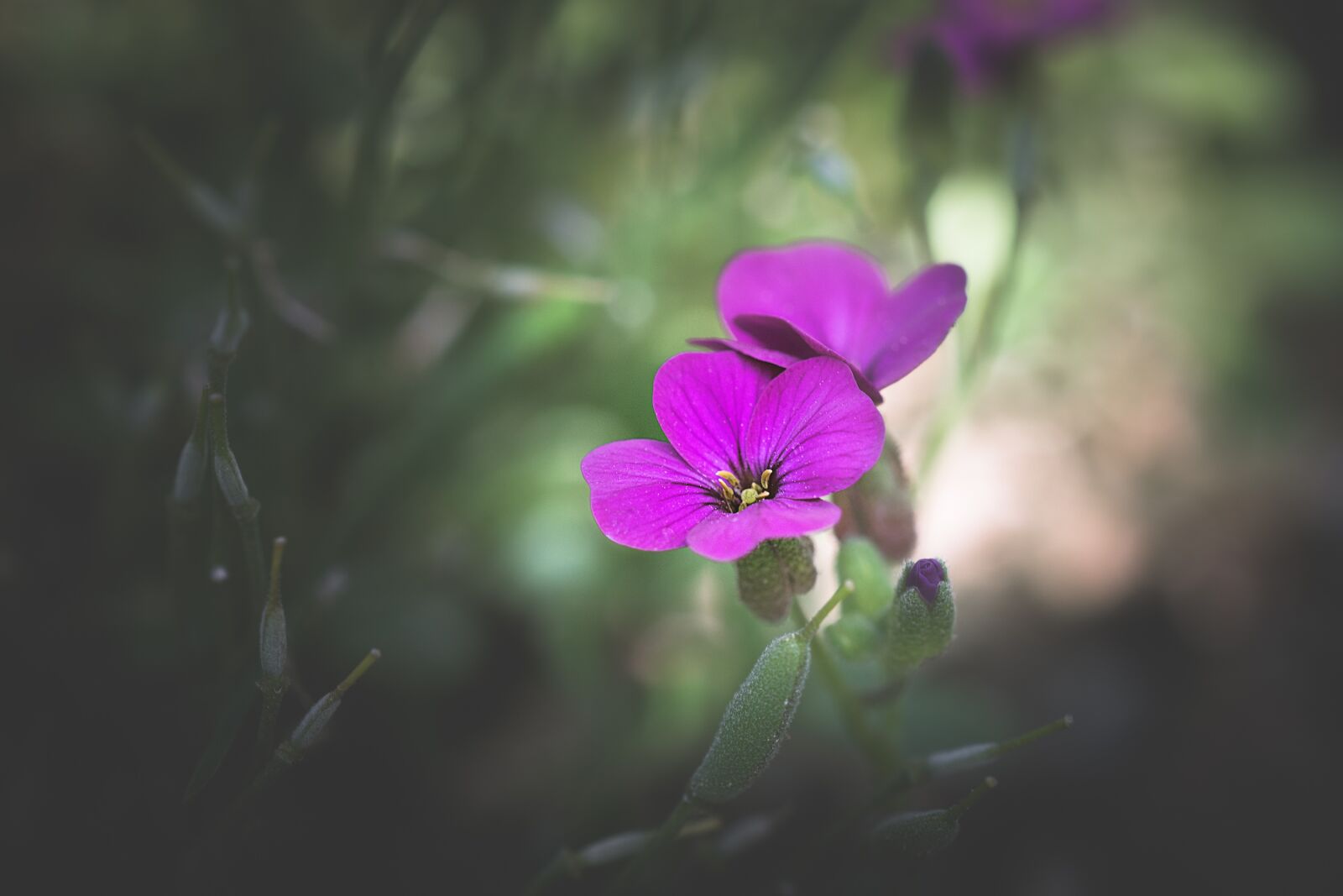 Nikon D7100 sample photo. Blossom, bloom, pink photography