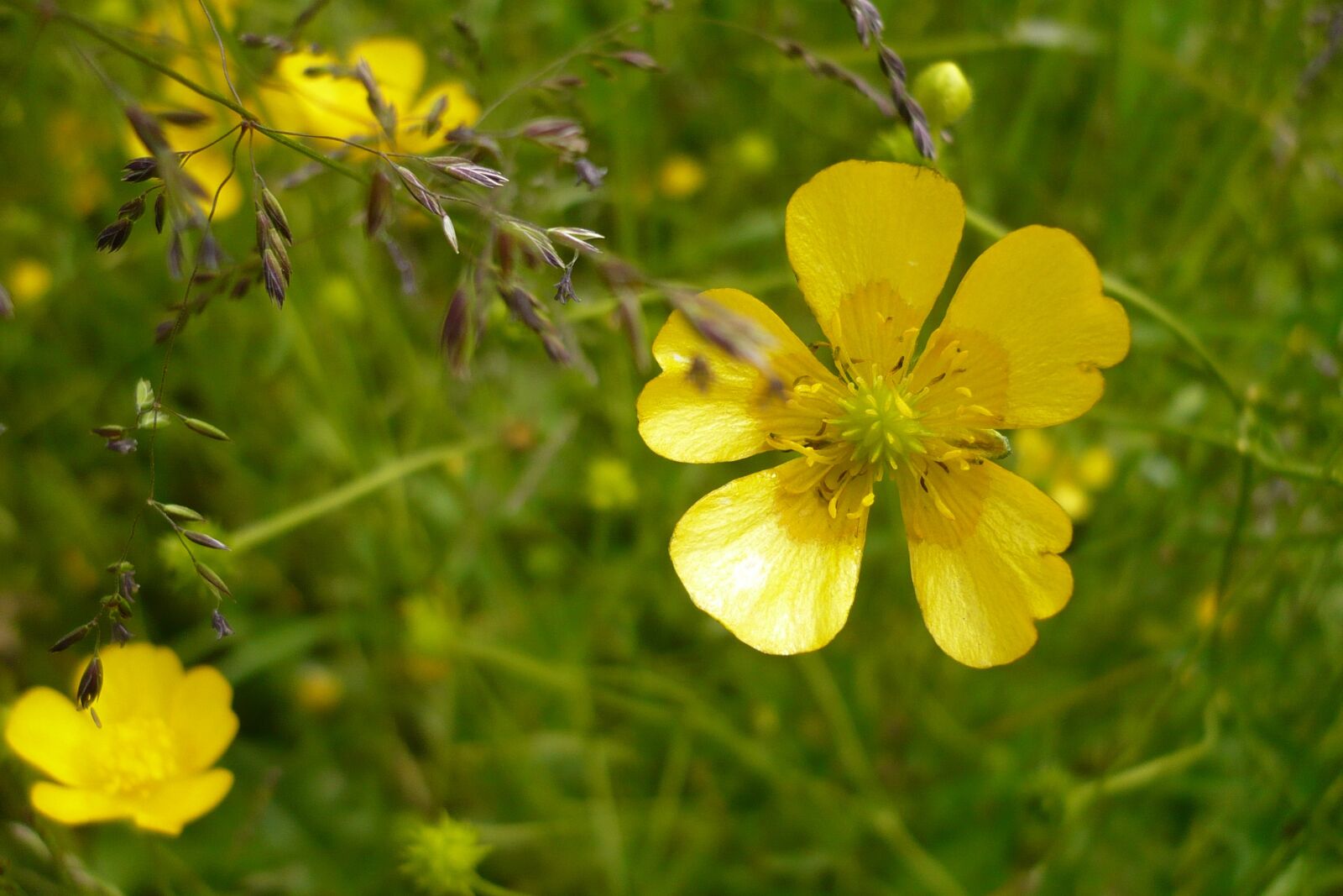 Panasonic DMC-FX12 sample photo. Flower, yellow, meadow photography
