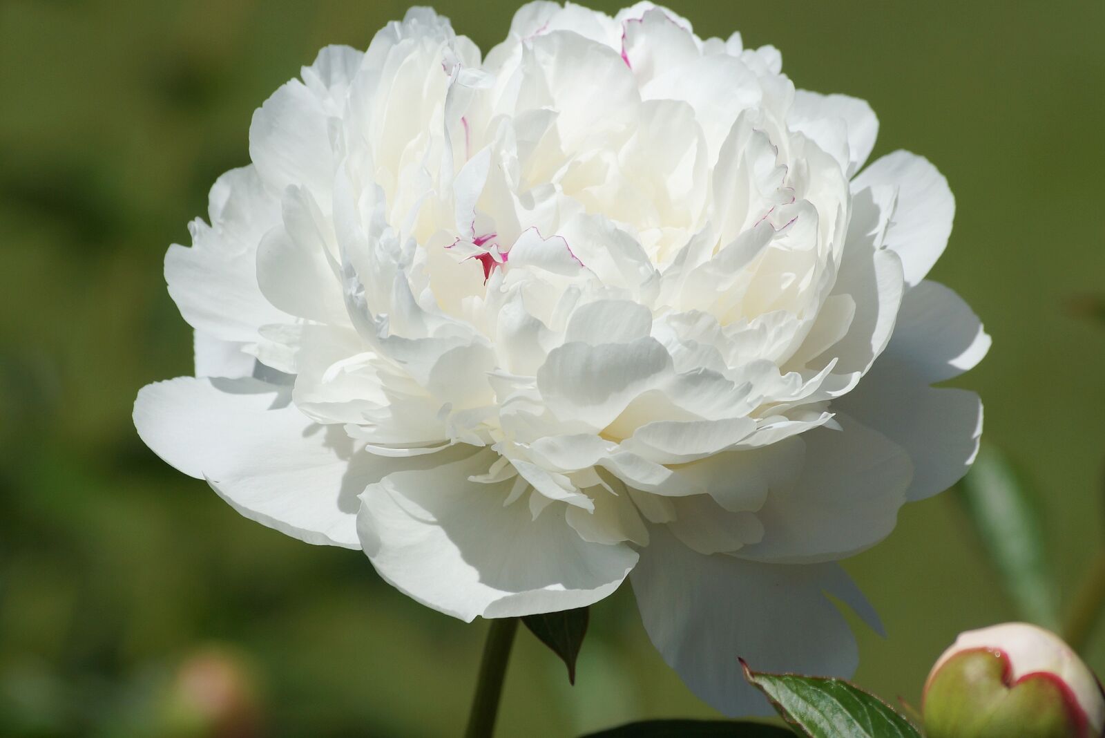 Sony SLT-A65 (SLT-A65V) sample photo. Flowers, spring, peony photography