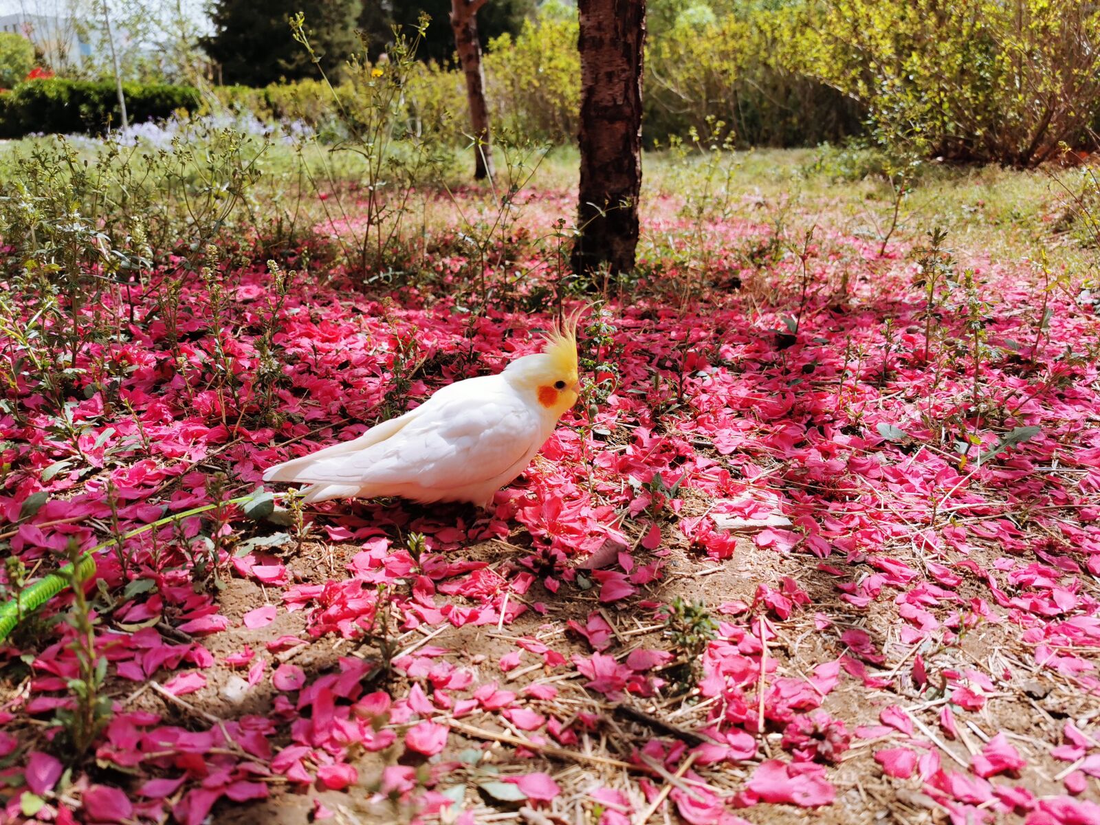 HUAWEI P30 Pro sample photo. Lutino, cockatiel, fallen petals photography