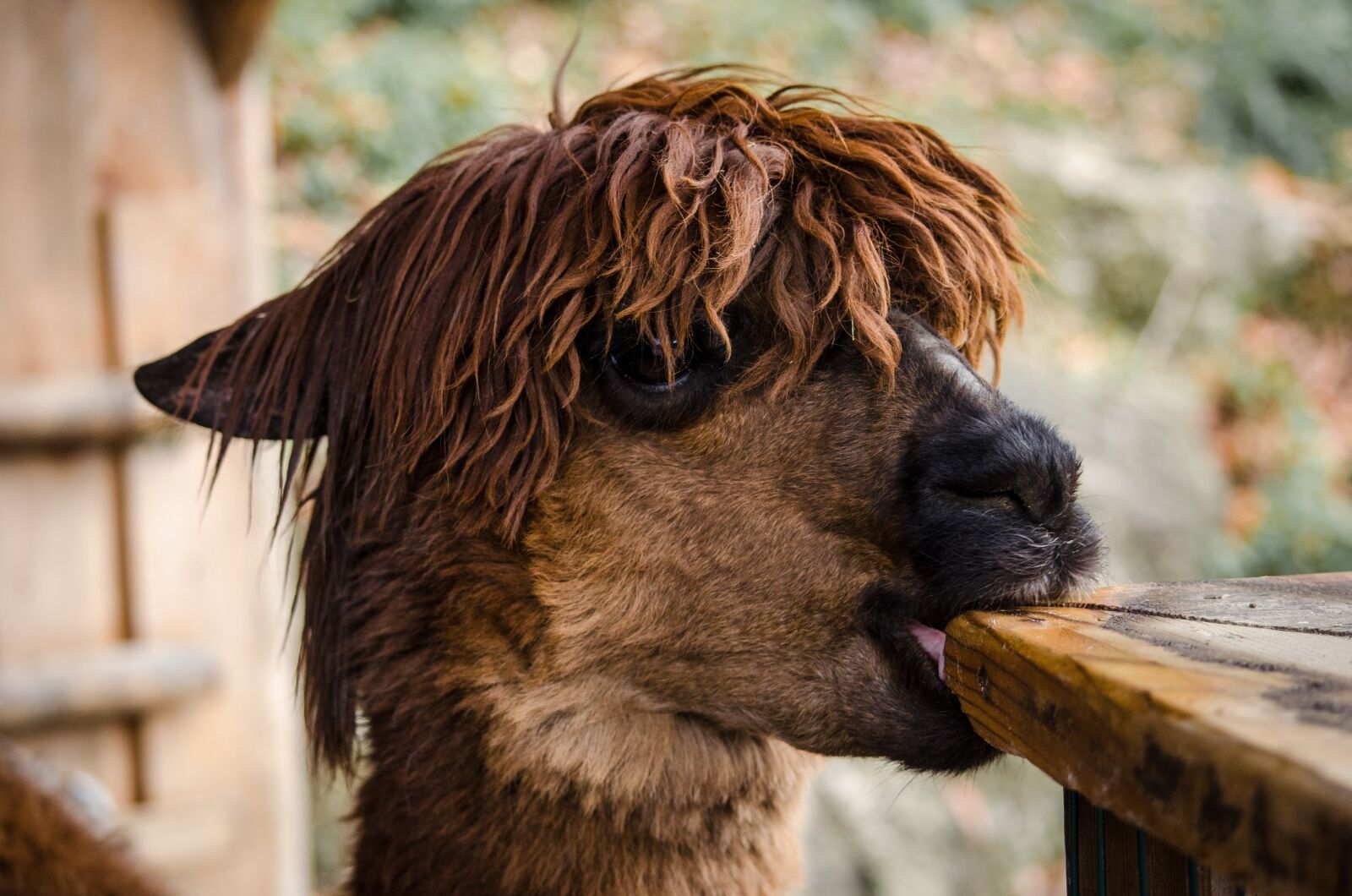 Nikon D5100 sample photo. Animal, nature, cute photography