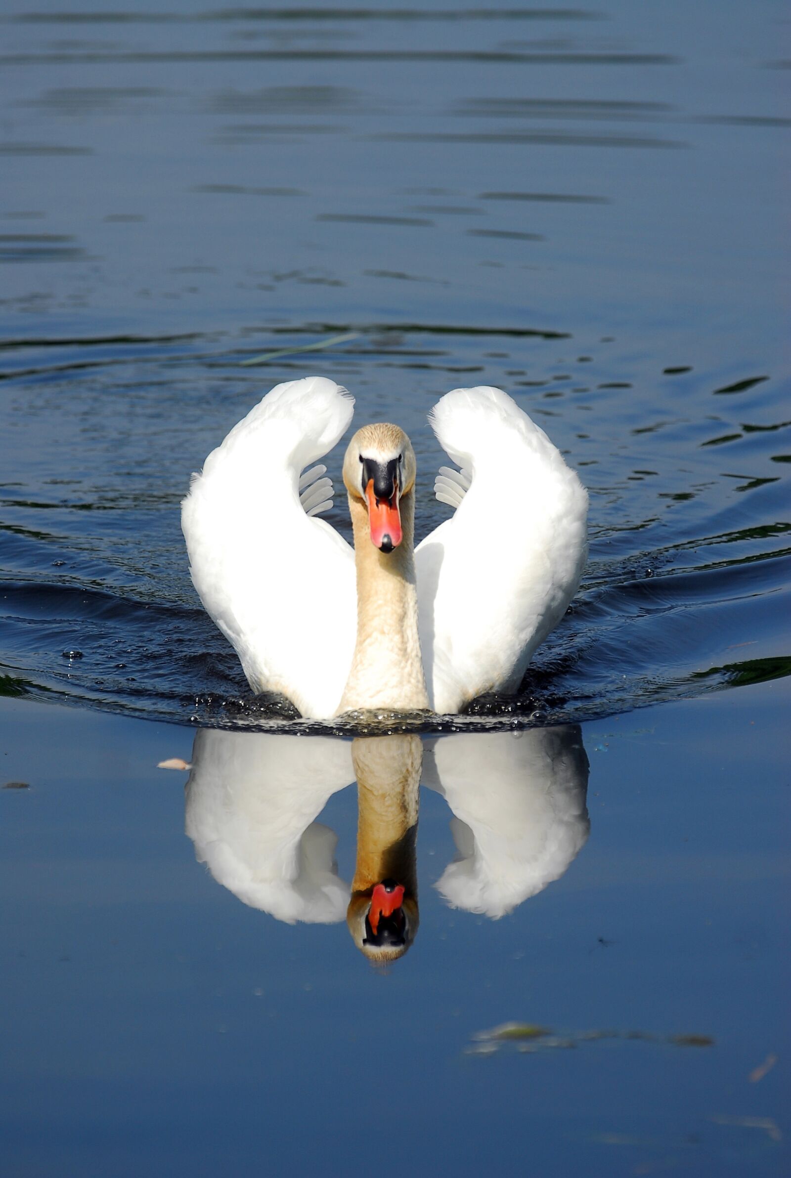 Nikon D200 sample photo. Swan, noble, water photography