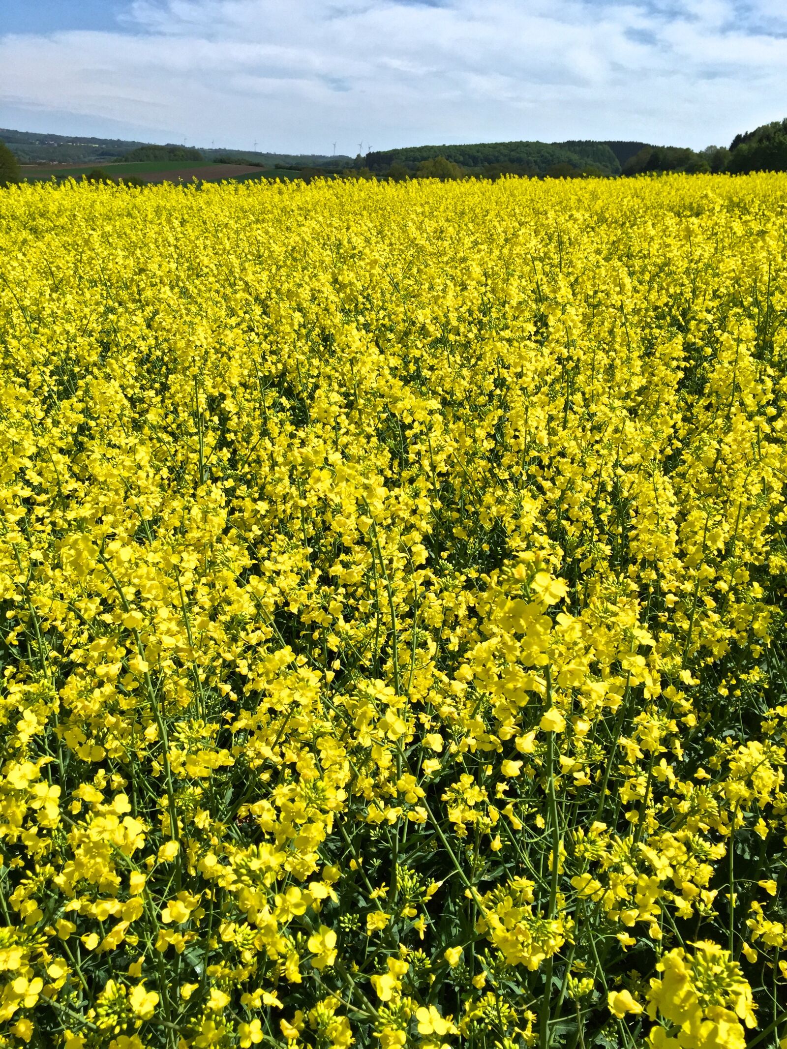 Apple iPhone 6 sample photo. Oilseed rape, field of photography